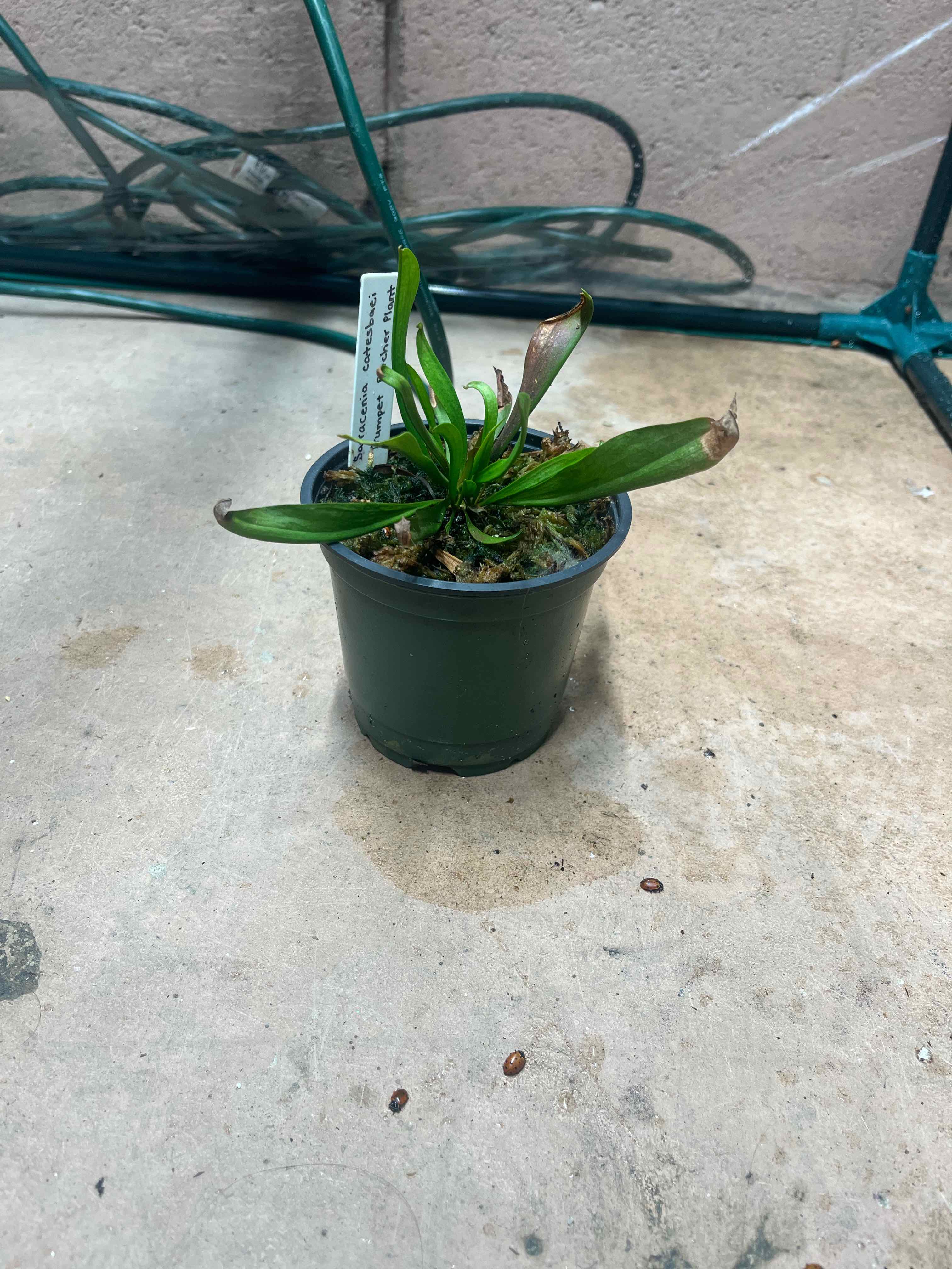 Plant care for Judith Hindle Pitcher Plant on Greg, the plant care app