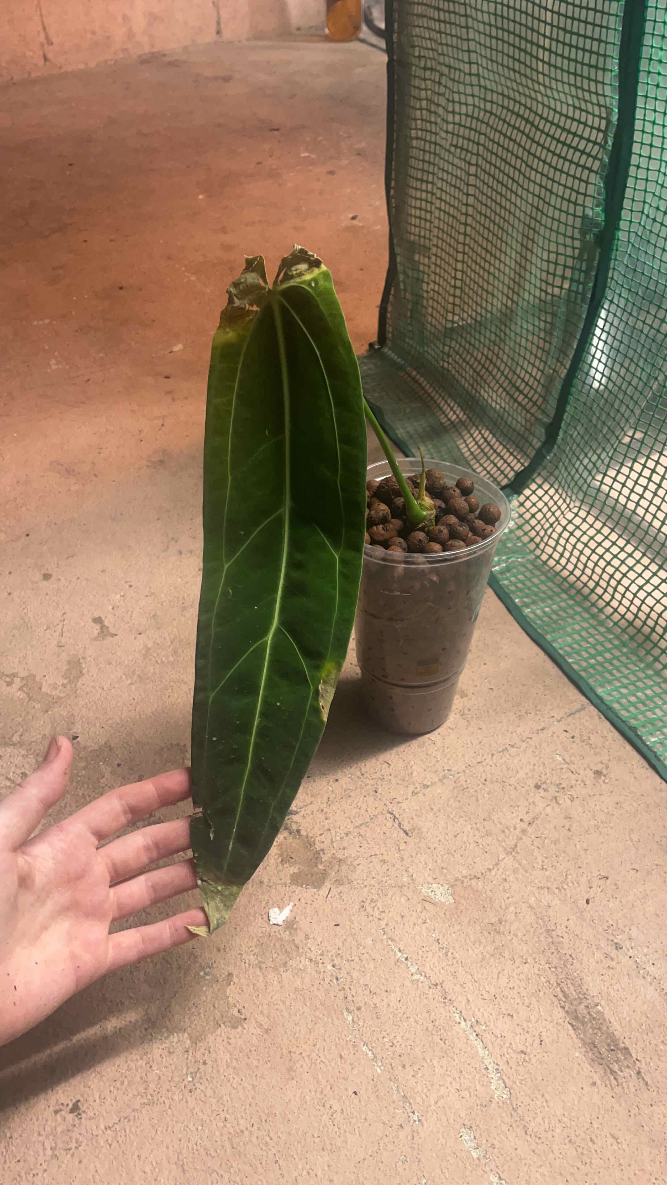 Anthurium warocqueanum plant with a long leaf showing browning tips, potted in a transparent container.