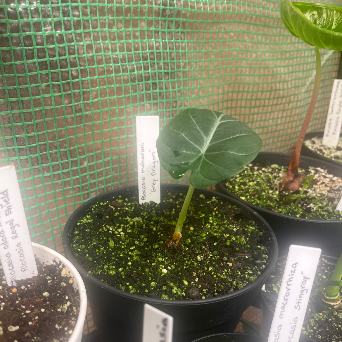 Potted Alocasia 'Maharani' plant with a single prominent leaf, visible soil, and no signs of discoloration.