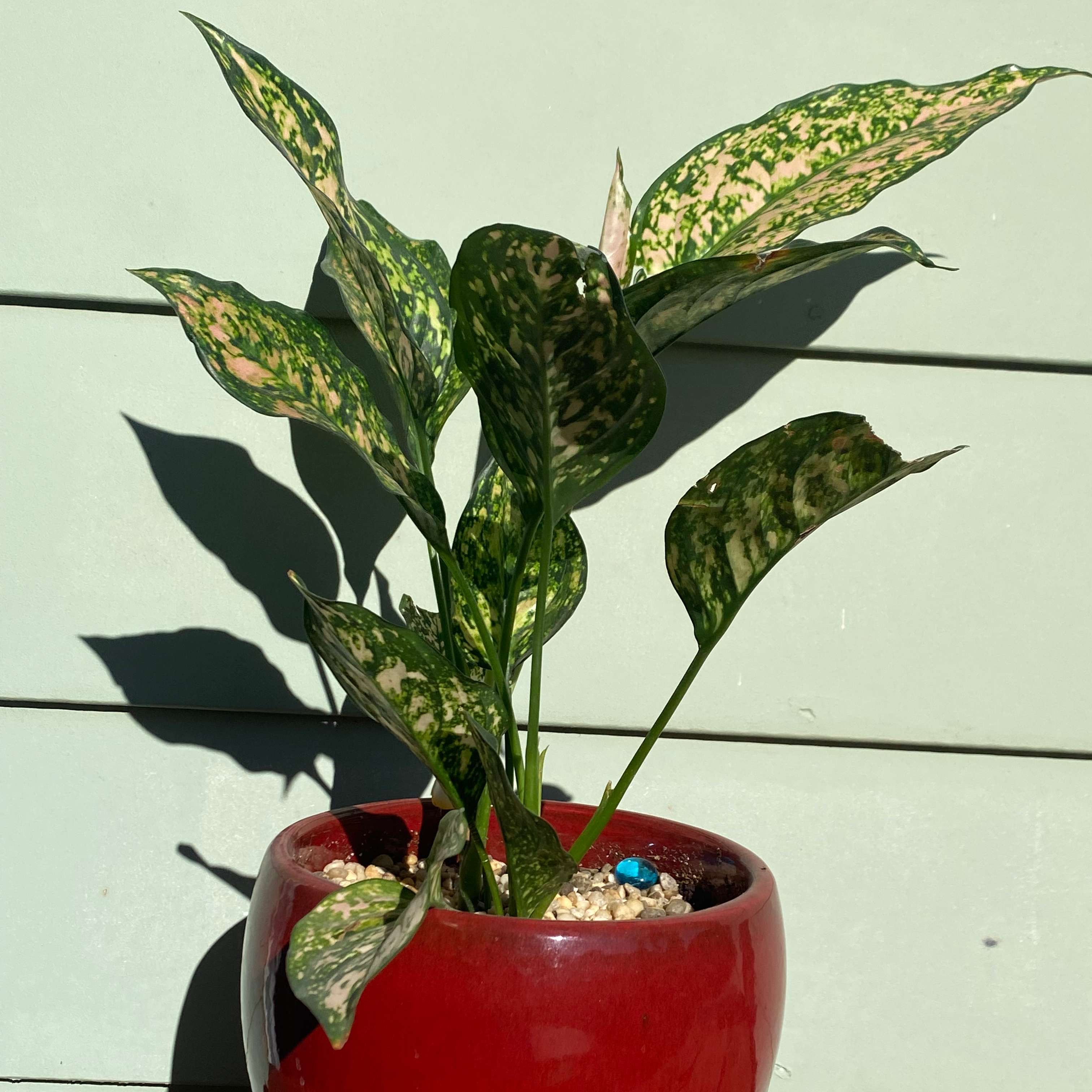 Photo of the plant species Dazzling Gem Chinese Evergreen by @SpiffyCorkoak named Georgianna on Greg, the plant care app