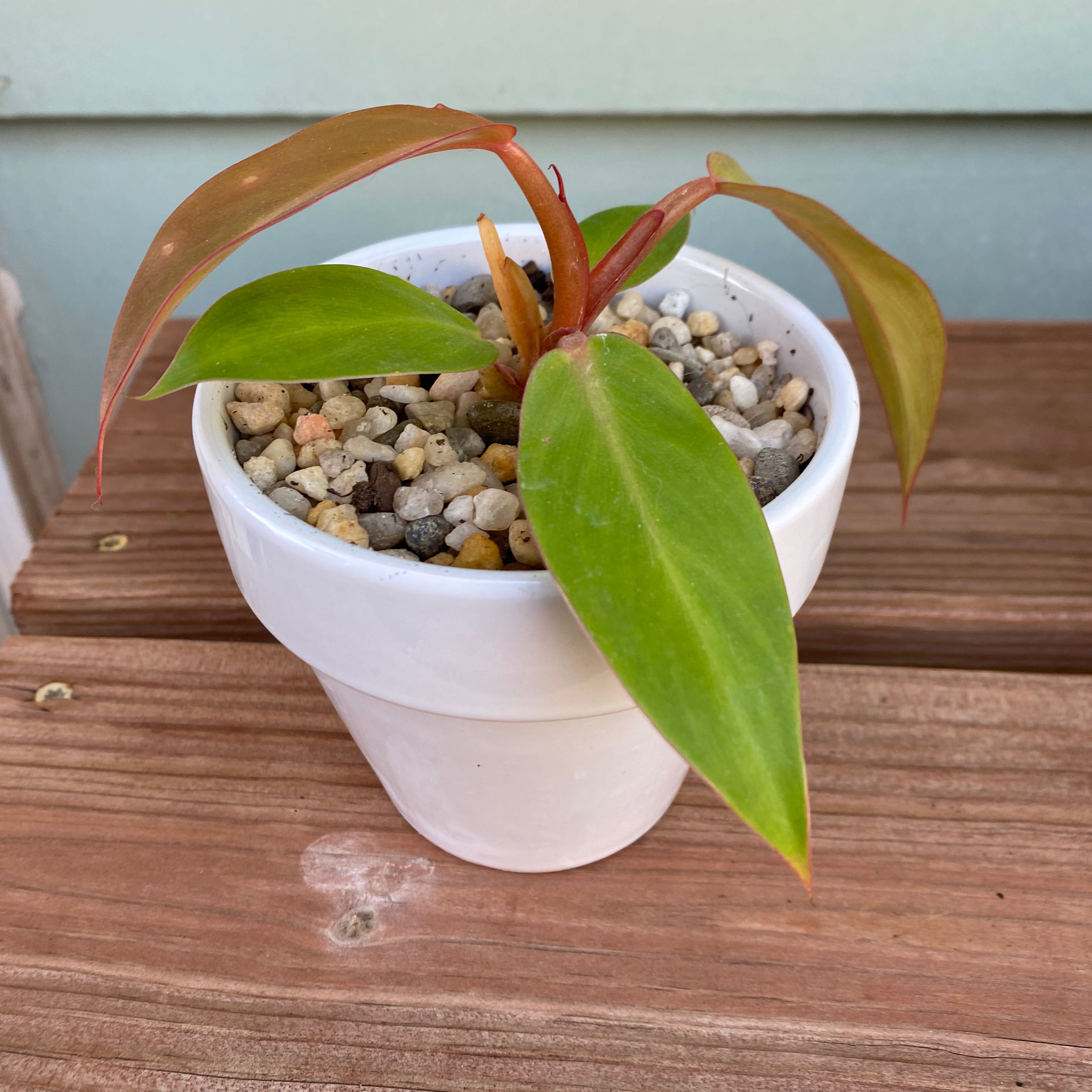 Philodendron Red Sun plant in a white pot with pebbles, showing slight browning on some leaves.