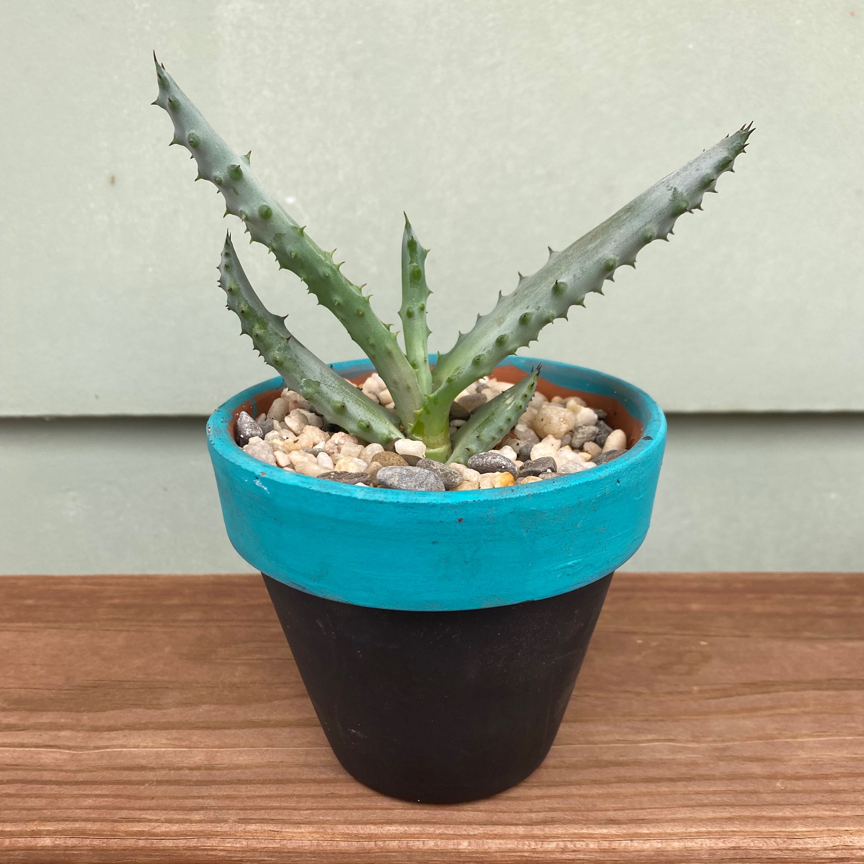 Cape Aloe plant in a small pot with pebbles on the soil surface.