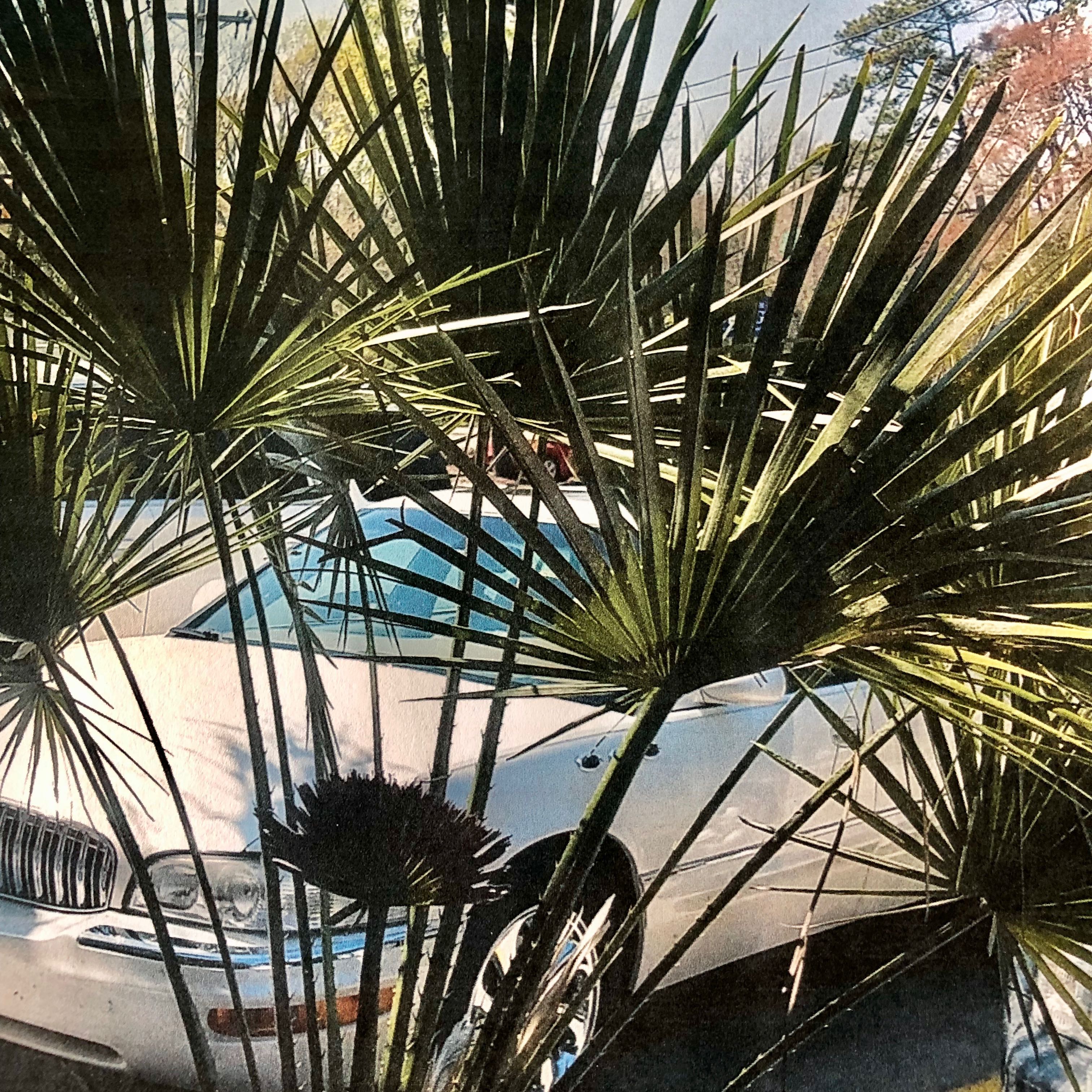 European Fan Palm with fan-shaped leaves, car in background.
