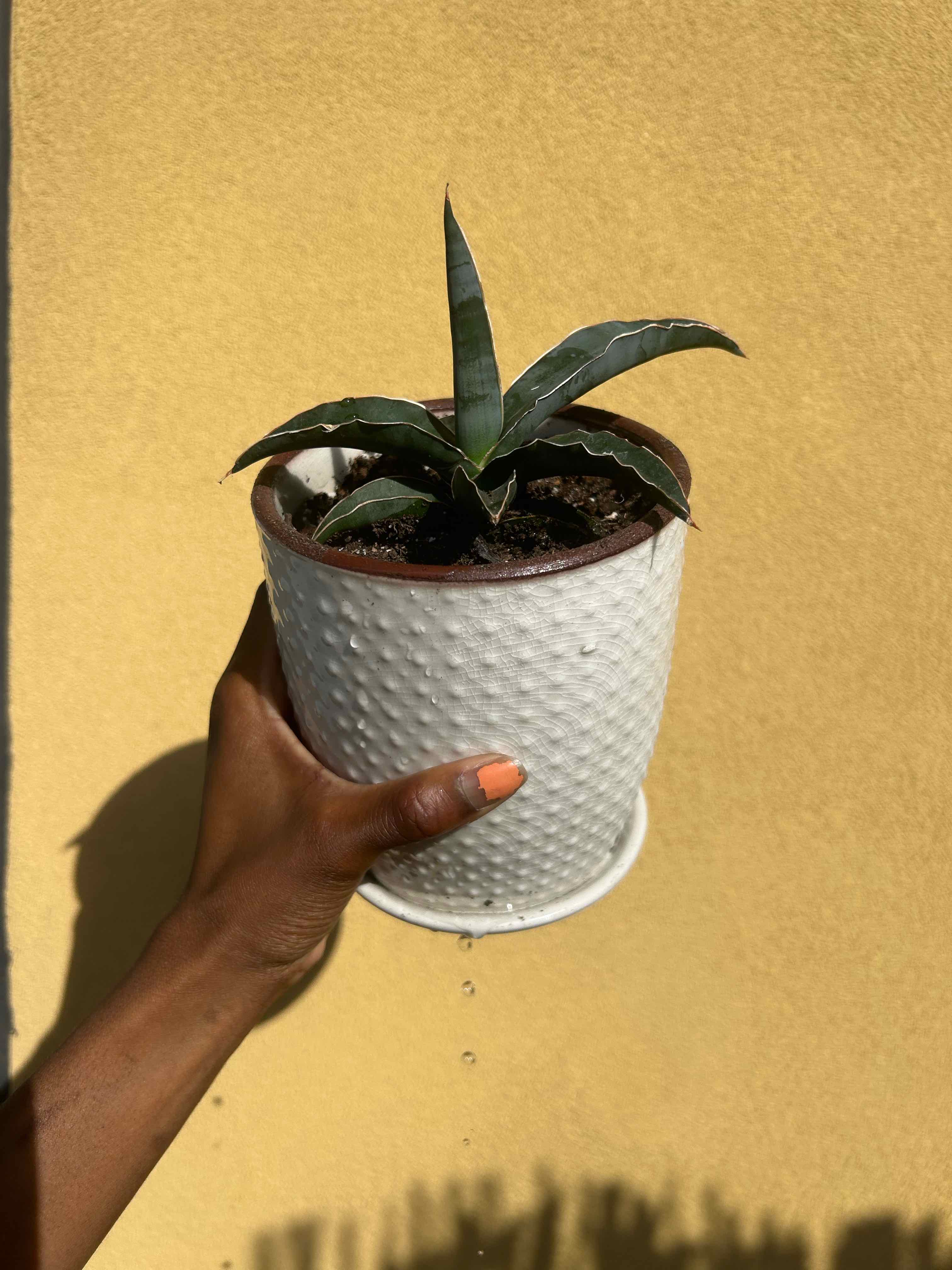 Photo of the plant species Robusta Blue Sanseveria by @Getchuaforeign_ named Nithin on Greg, the plant care app