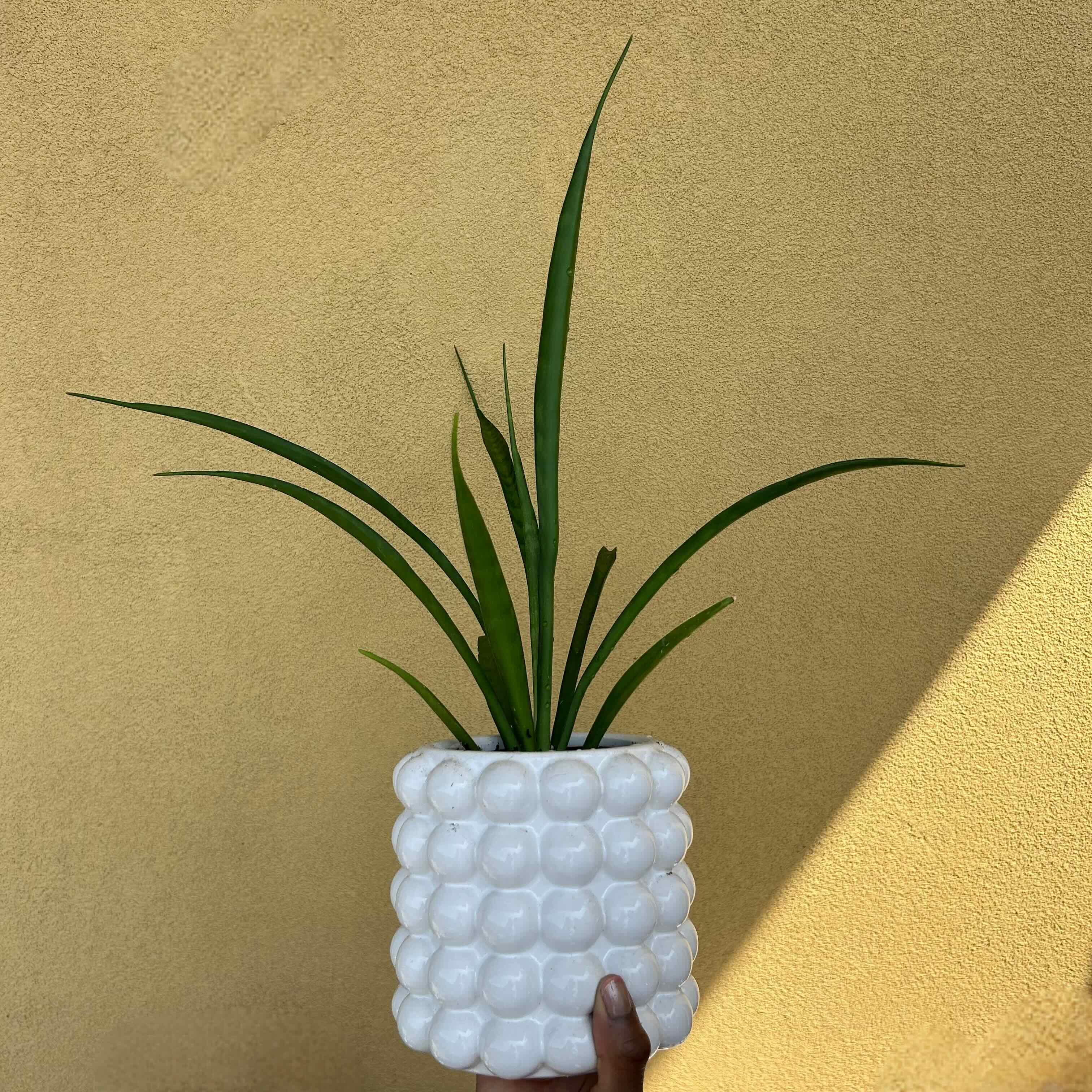 Photo of the plant species Kenya Hyacinth by @Getchuaforeign_ named Lola on Greg, the plant care app