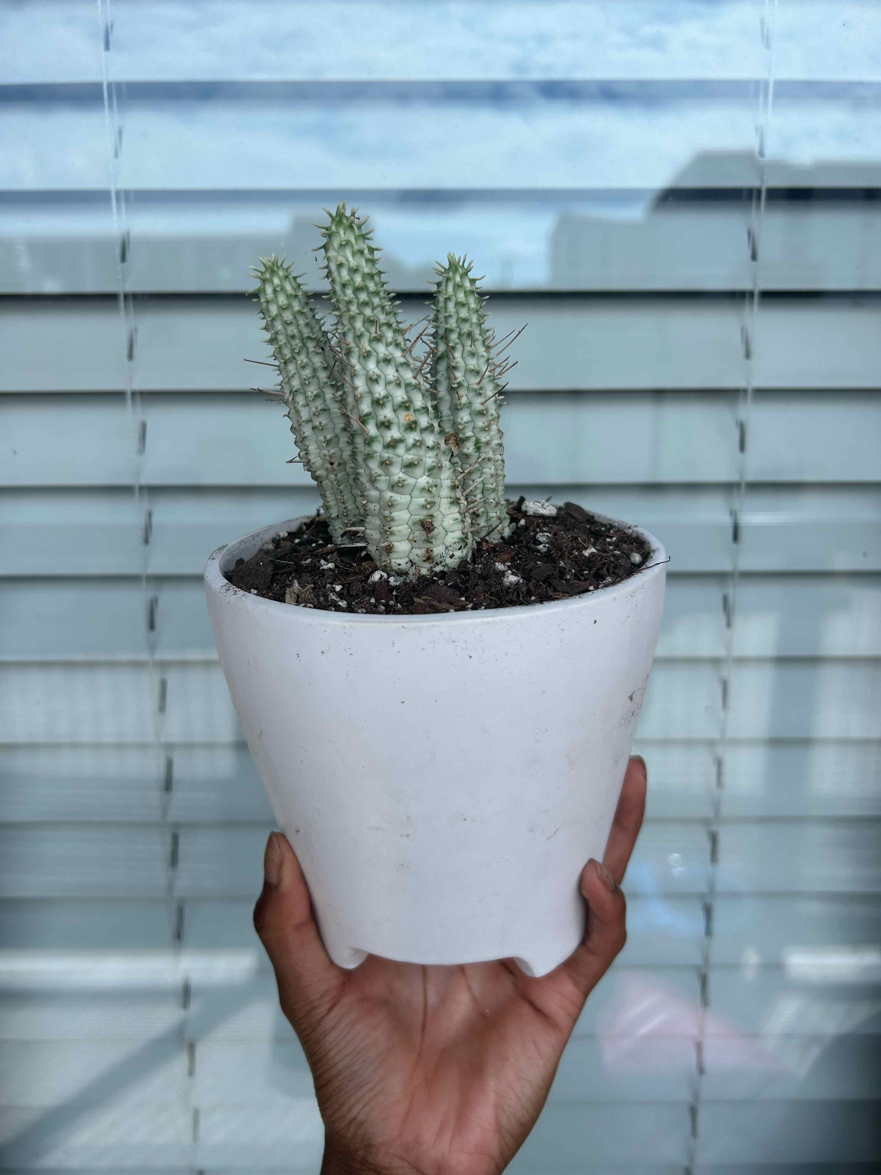 Variegated Corncob Cactus in a white pot held by a hand, with a window and blinds in the background.