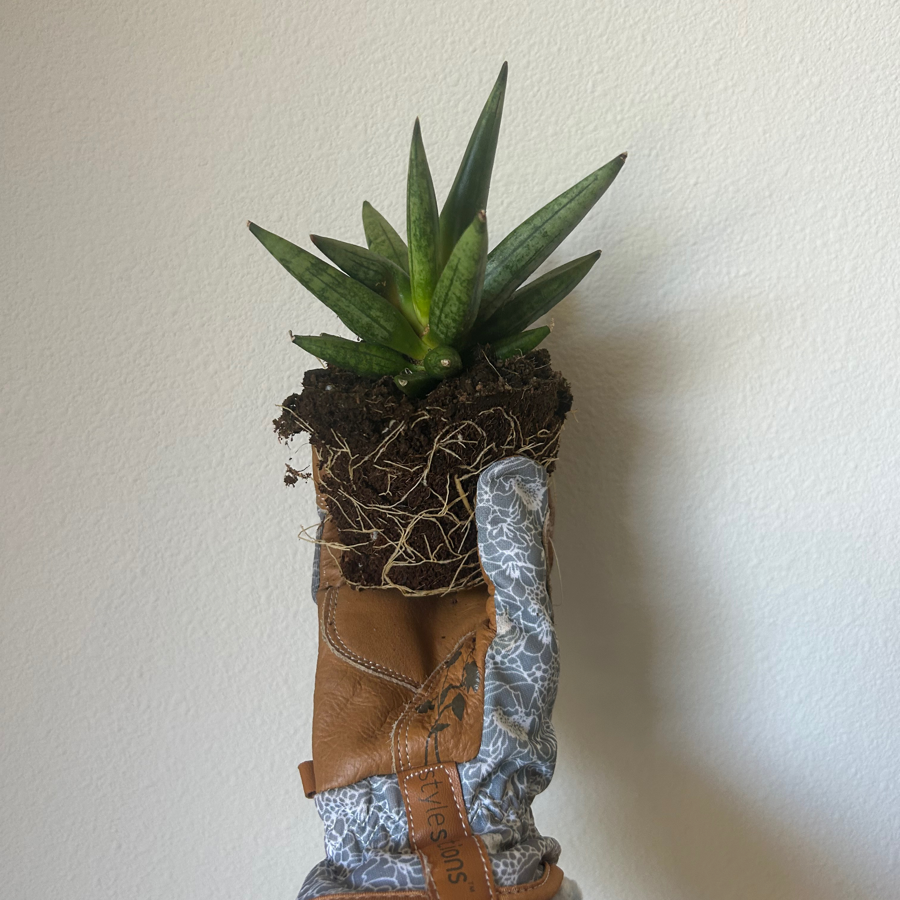 Photo of the plant species Hedgehog Sansevieria by @Getchuaforeign_ named Navajo on Greg, the plant care app
