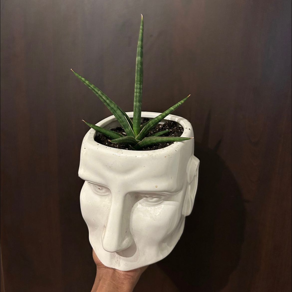 Photo of the plant species Elephant Tusk by @Getchuaforeign_ named Xena on Greg, the plant care app