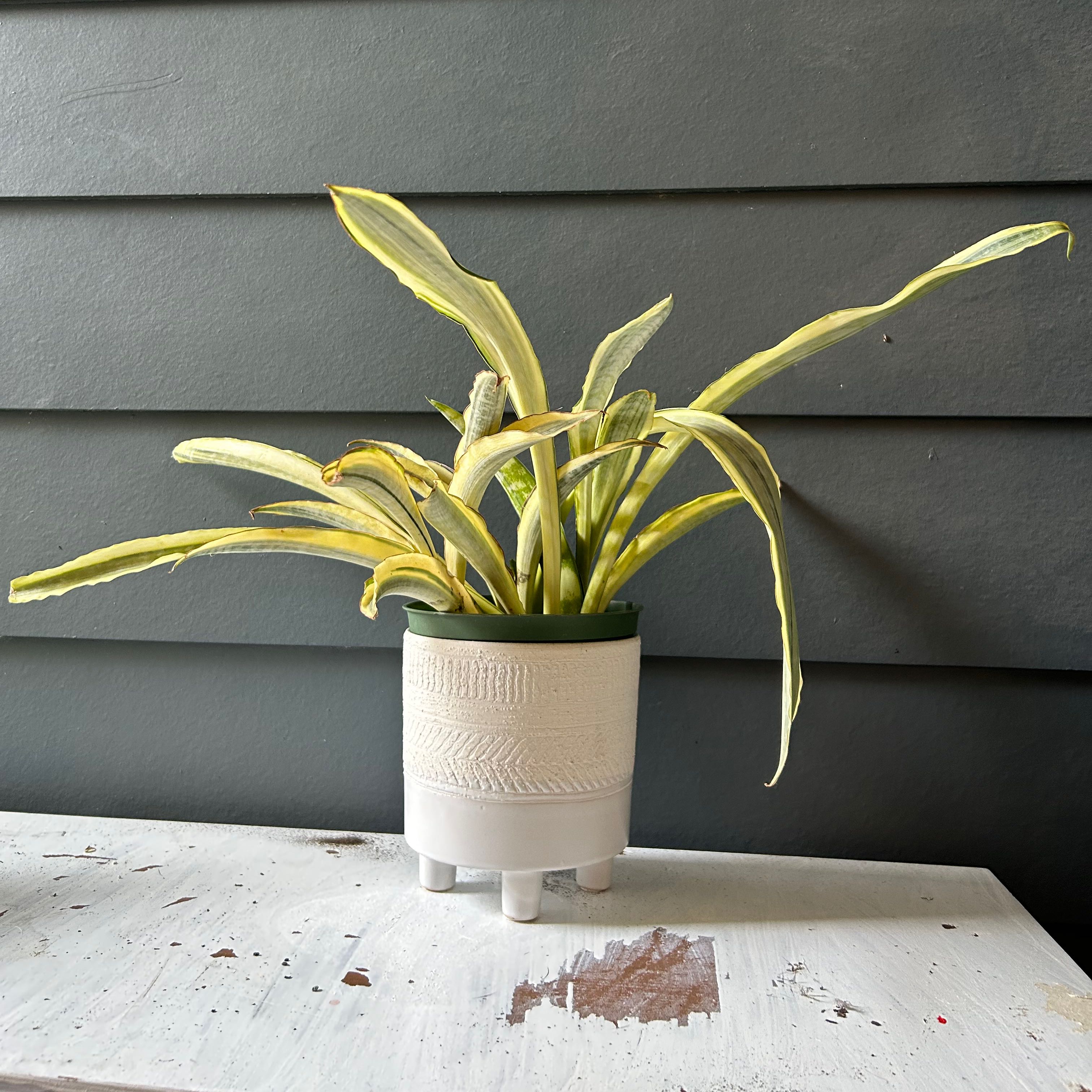 Sansevieria 'Lauren' plant in a white pot with variegated leaves showing yellow edges.