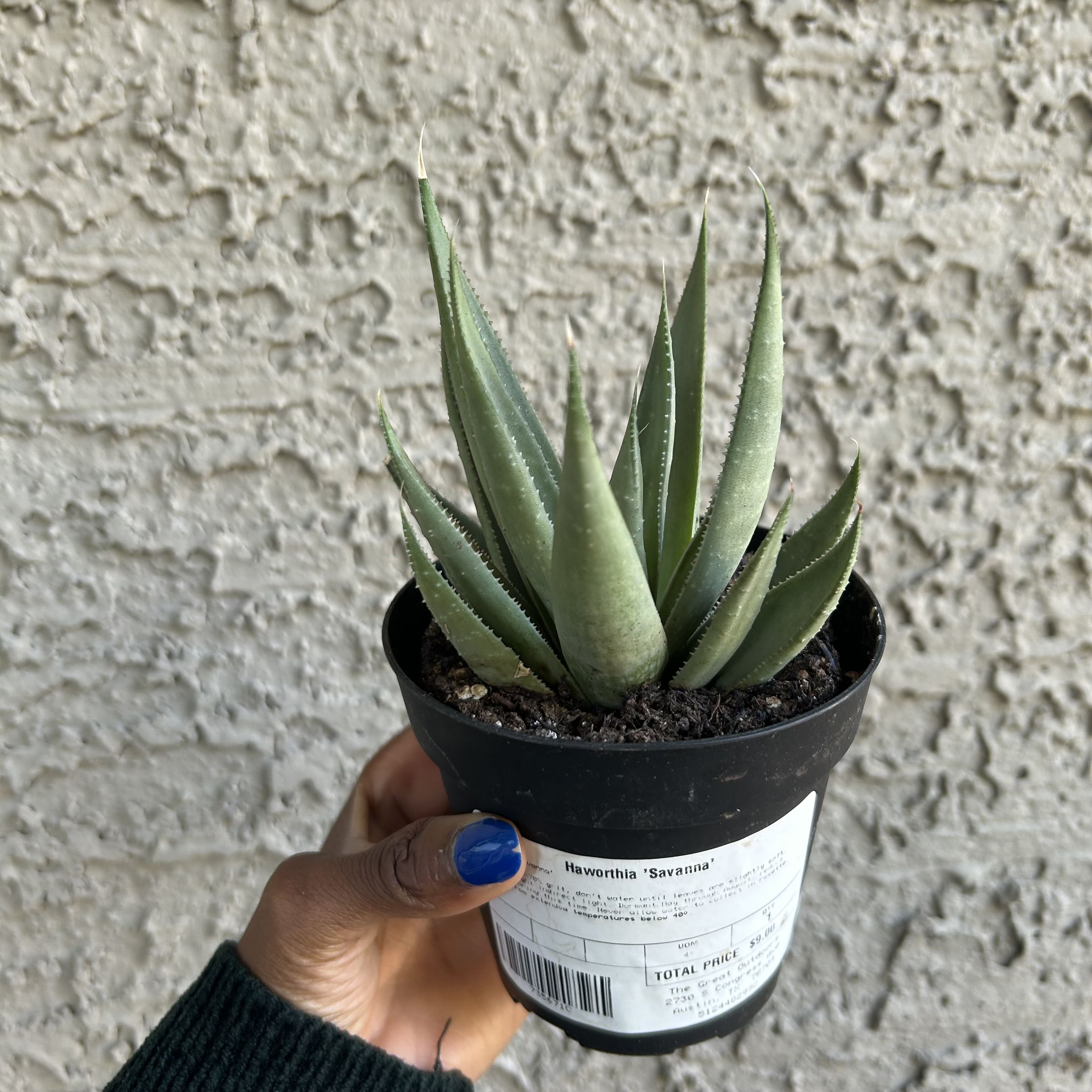 Photo of the plant species Haworthia savanna by @Getchuaforeign_ named Anne on Greg, the plant care app
