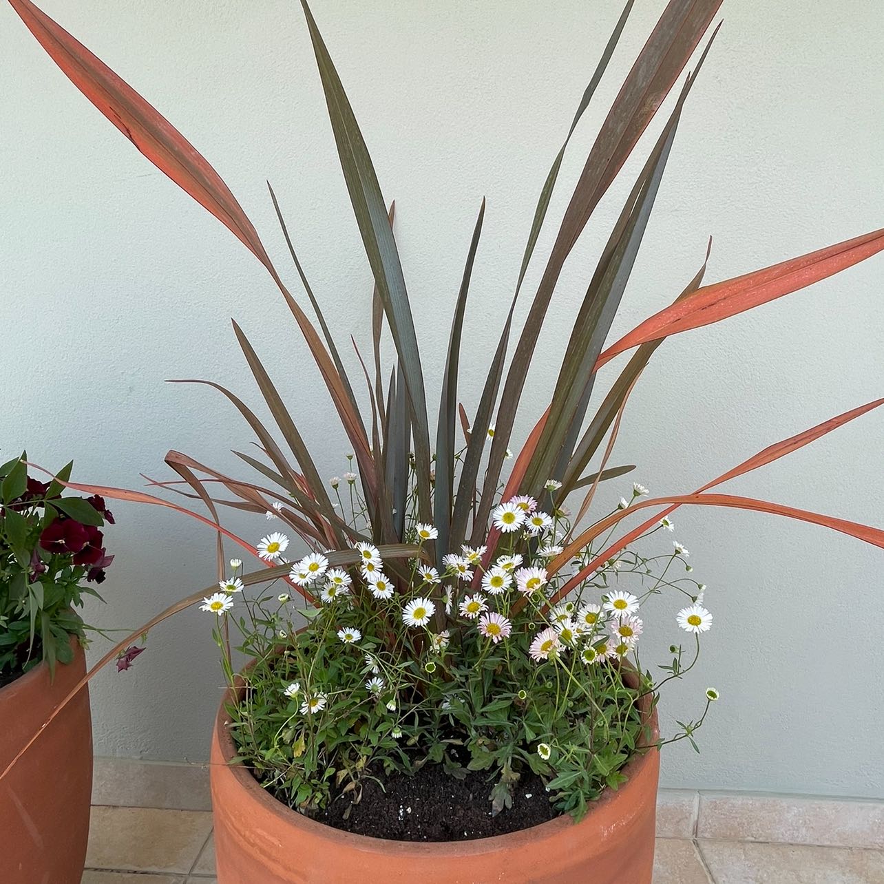 Potted New Zealand Flax plant with long leaves and small white flowers at the base.