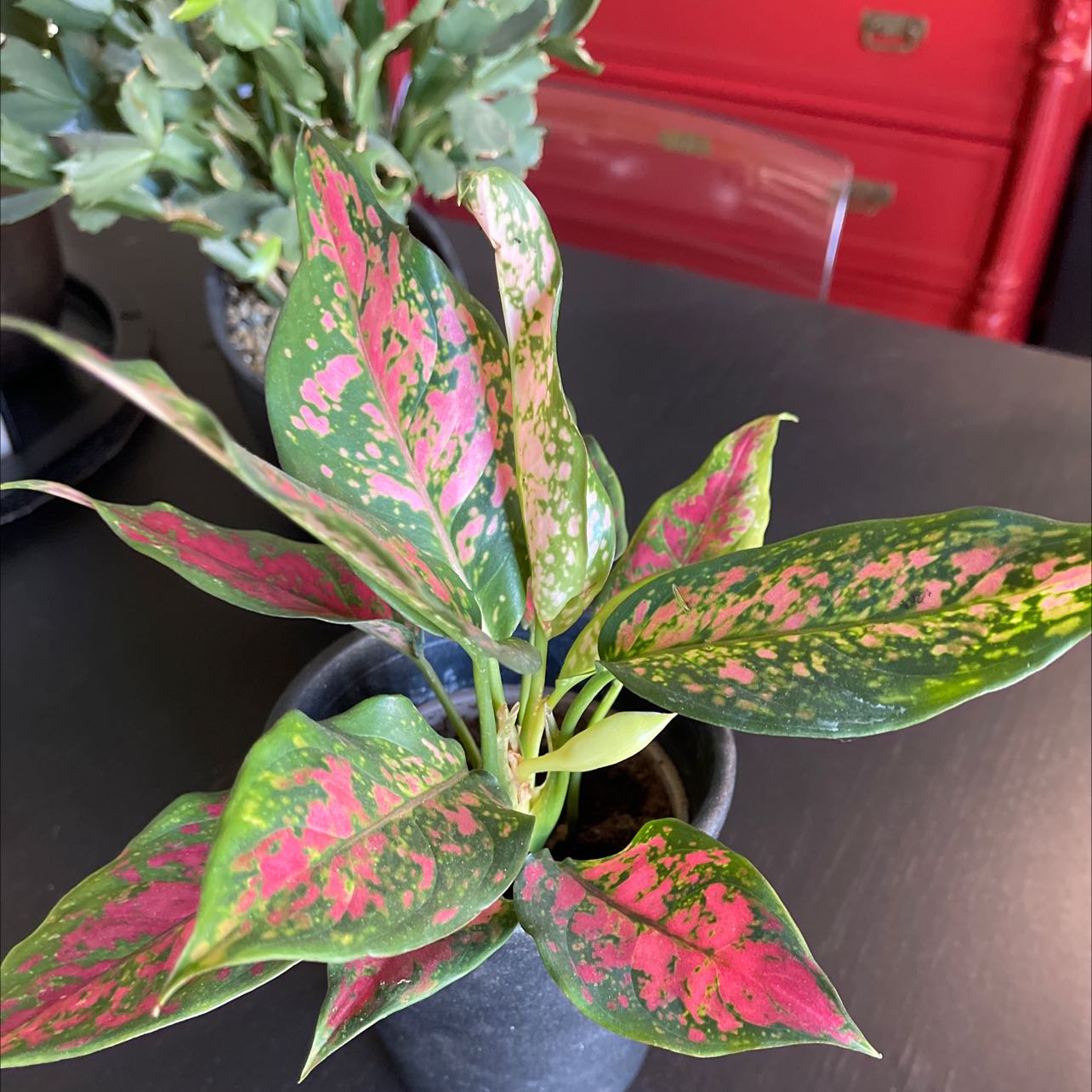 Photo of the plant species Aglaonema 'Spotted Star' by @longstayer named Aglaonema on Greg, the plant care app