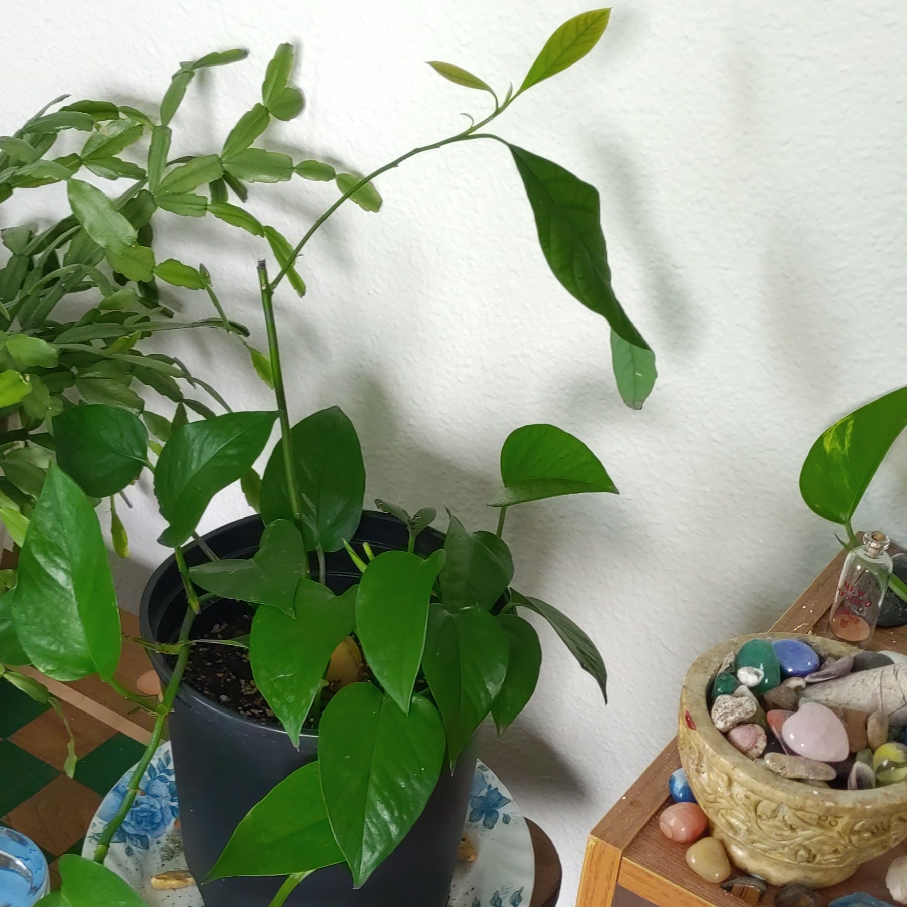 🥑Exp. 01 (Myc+PothosWater) Hoss