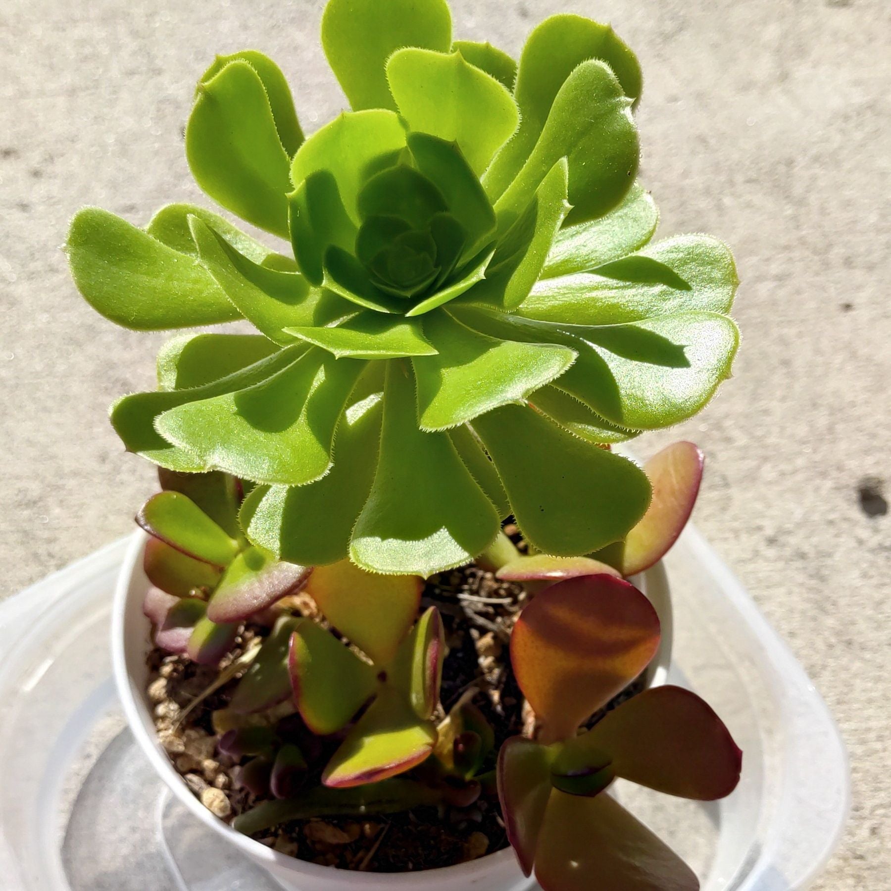 Adora + Zeus's Children