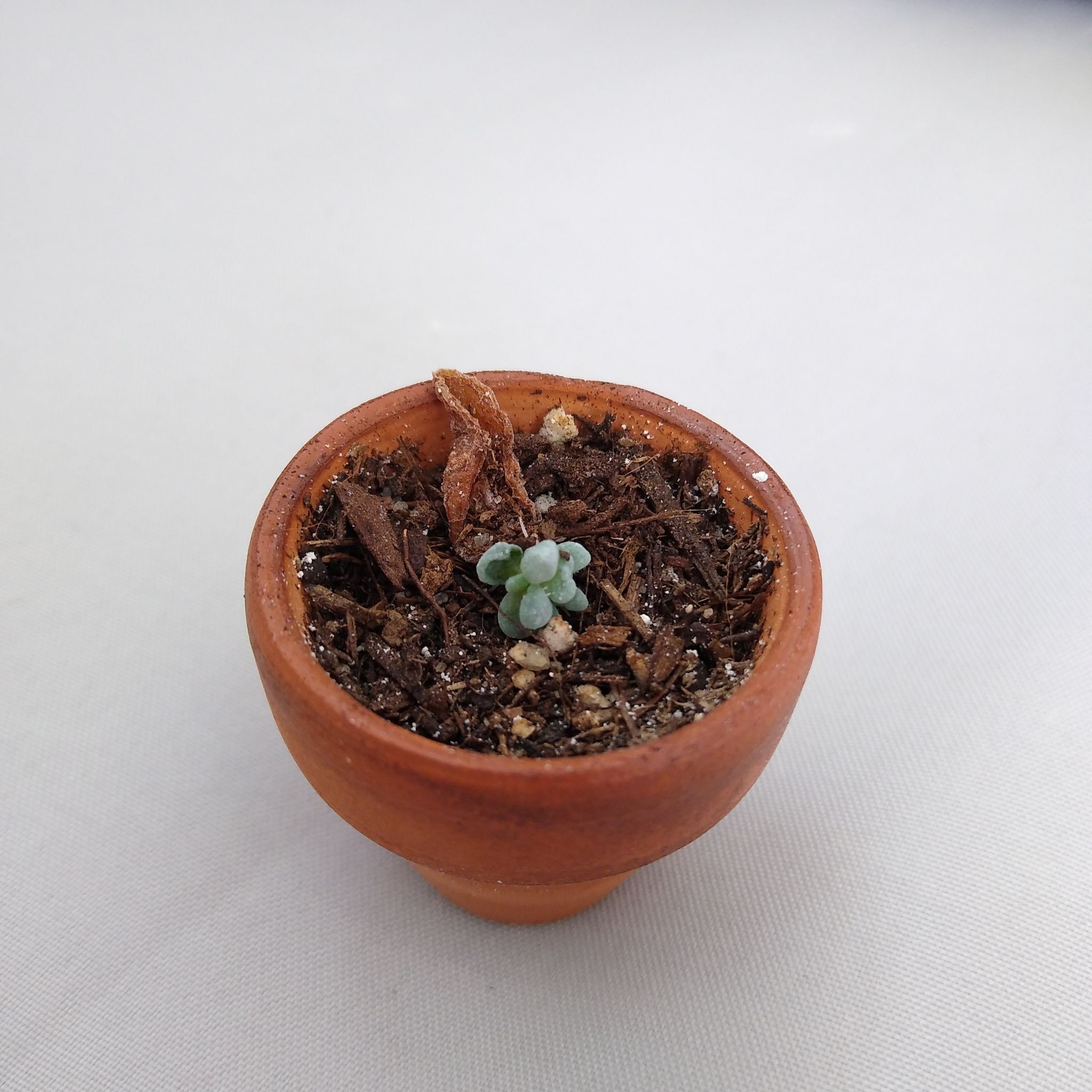 Small Sedum clavatum plant in a terracotta pot with some browning leaves.