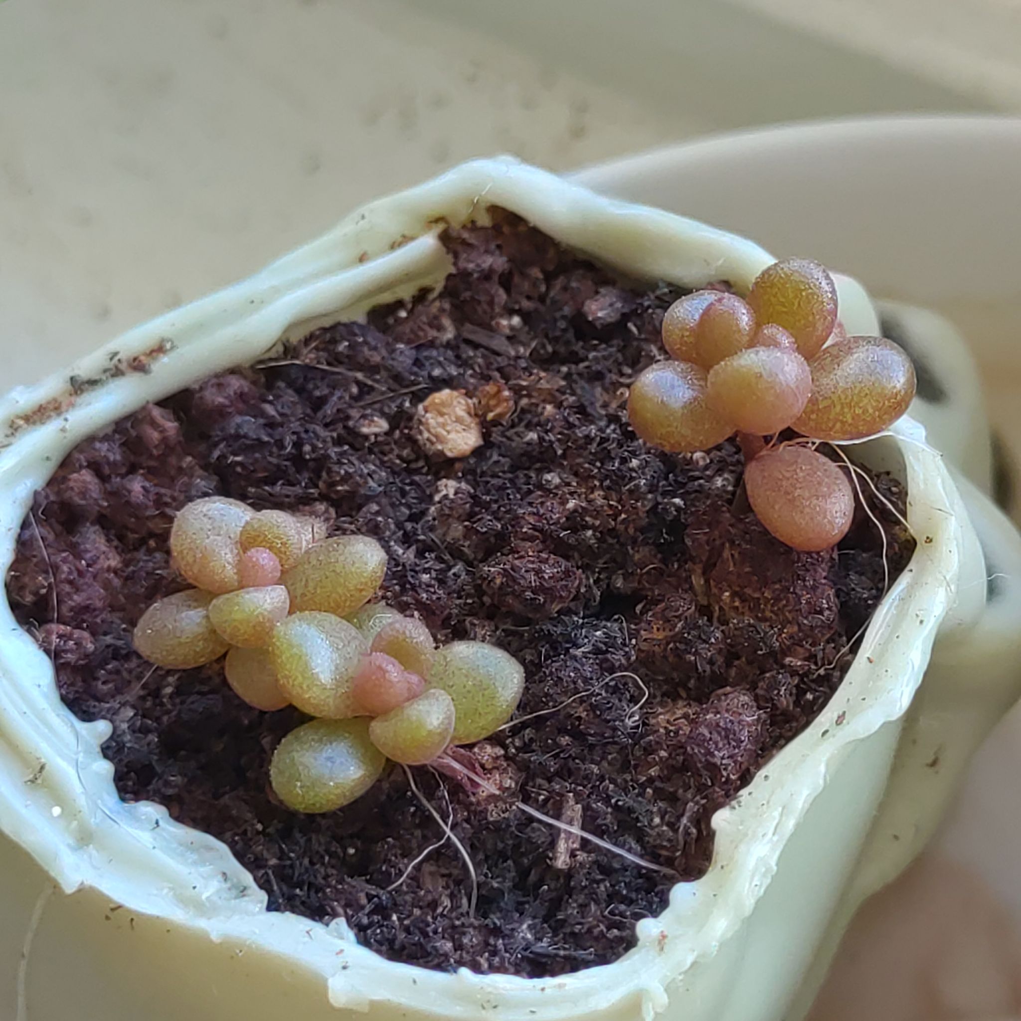 Aurora Pink Jelly Bean succulent in a small pot with visible soil.