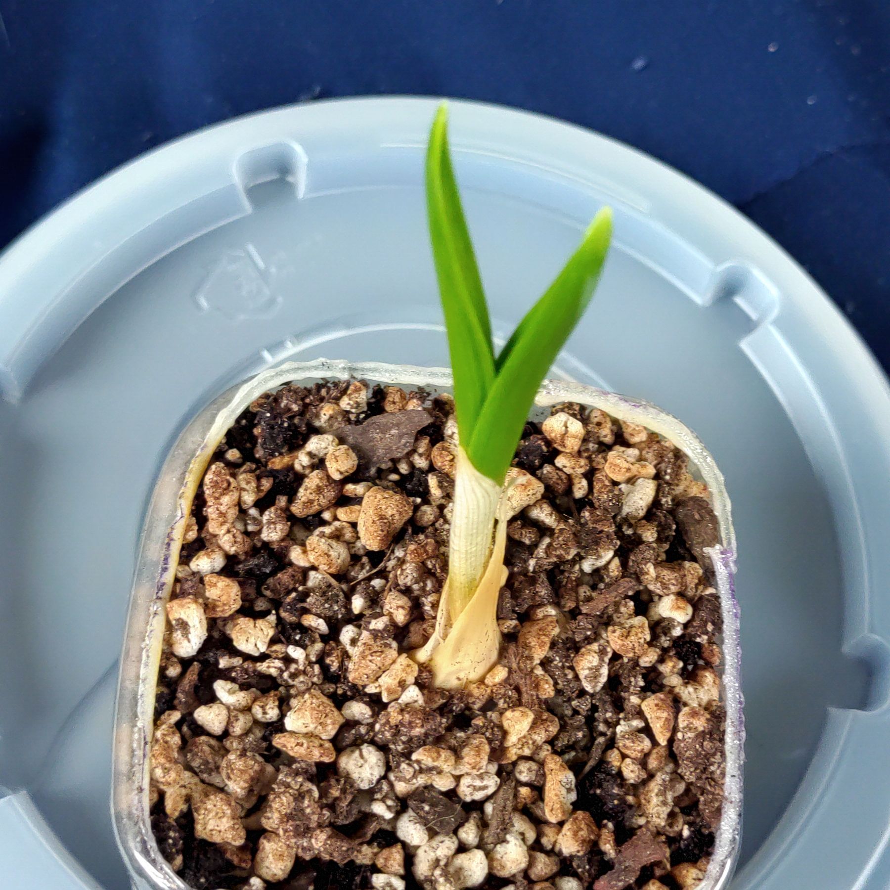 Young garlic plant in a small container with visible soil and green leaves.
