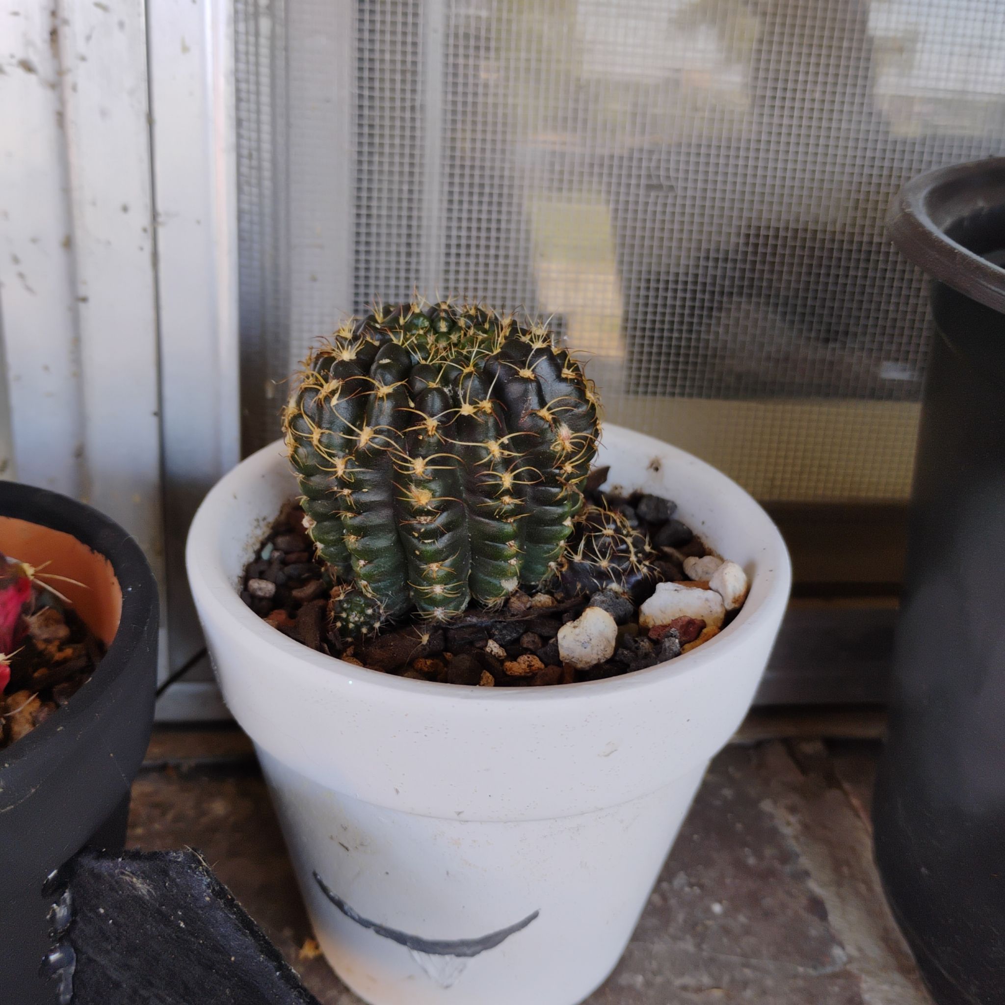 Photo of the plant species Spider Web Cactus by @WickedValkyrie named Silkthorne on Greg, the plant care app