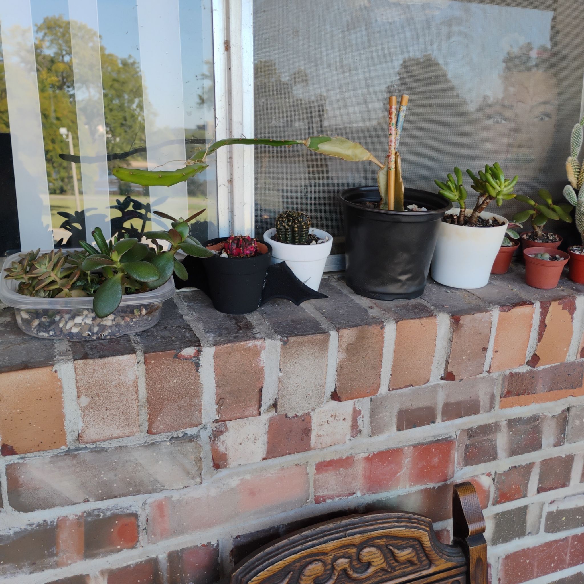Photo of the plant species Dragon Fruit (Red Flesh) by @WickedValkyrie named Zymera (Lil Zym) on Greg, the plant care app