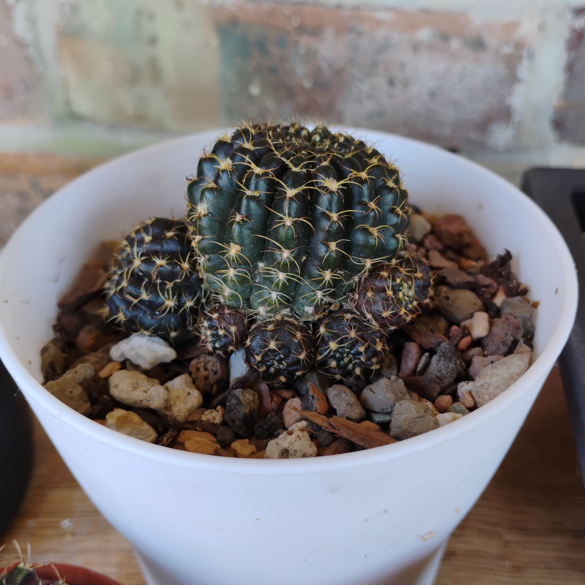 Photo of the plant species Spider Web Cactus by @WickedValkyrie named Nethira on Greg, the plant care app