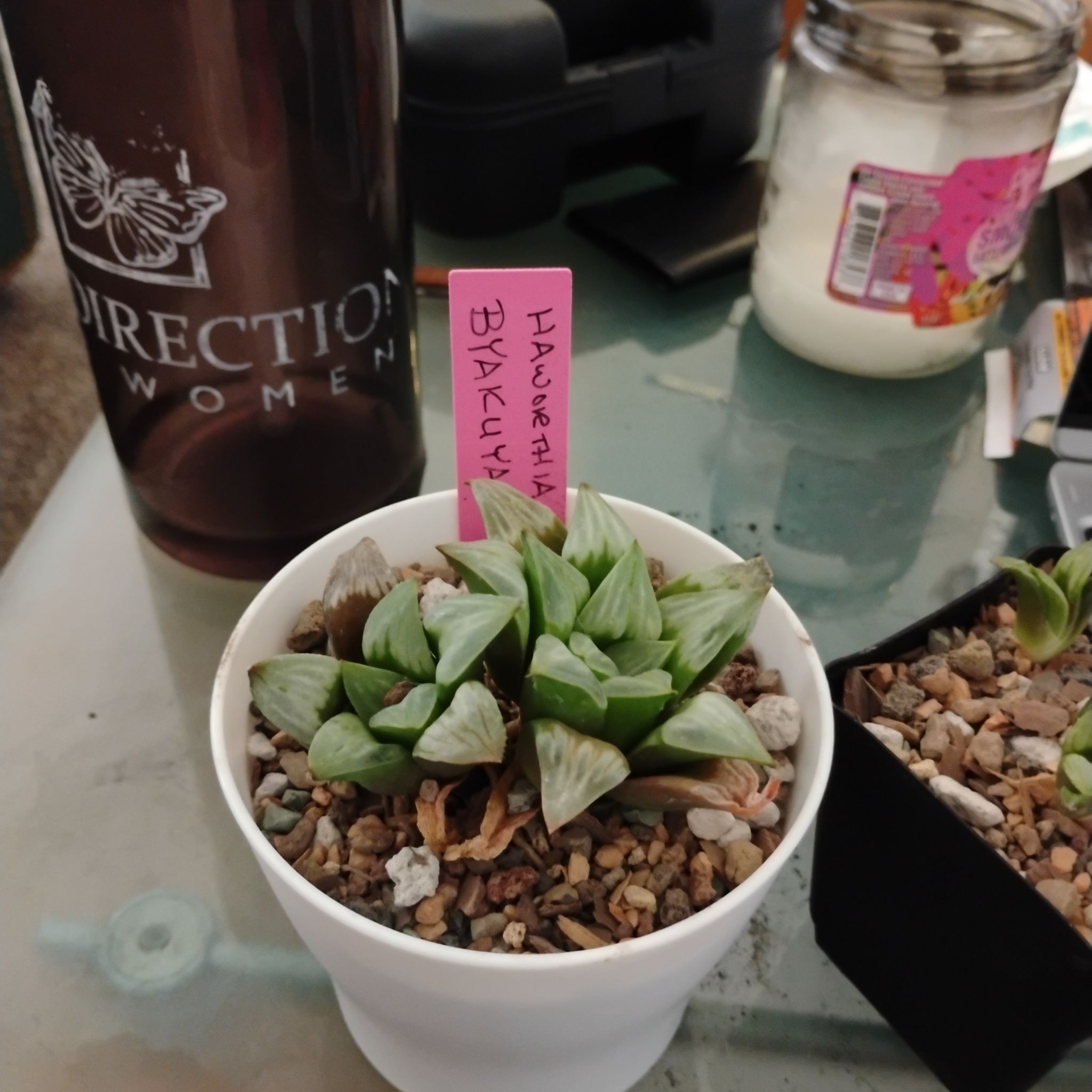 Tsukiko (月子) "Child of the Moon"