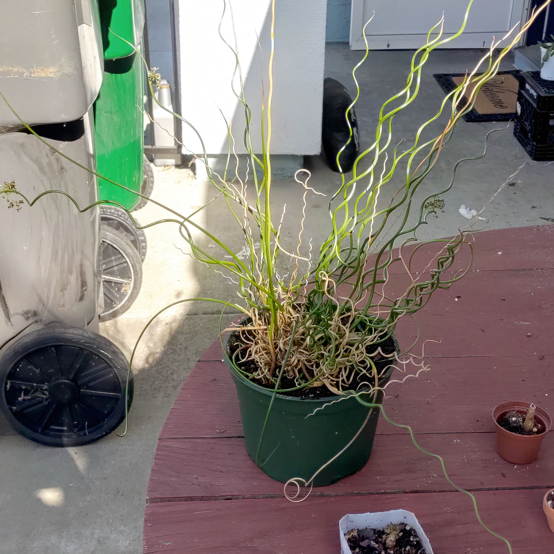 Corkscrew rush plant in a green pot with curly stems, some browning visible.