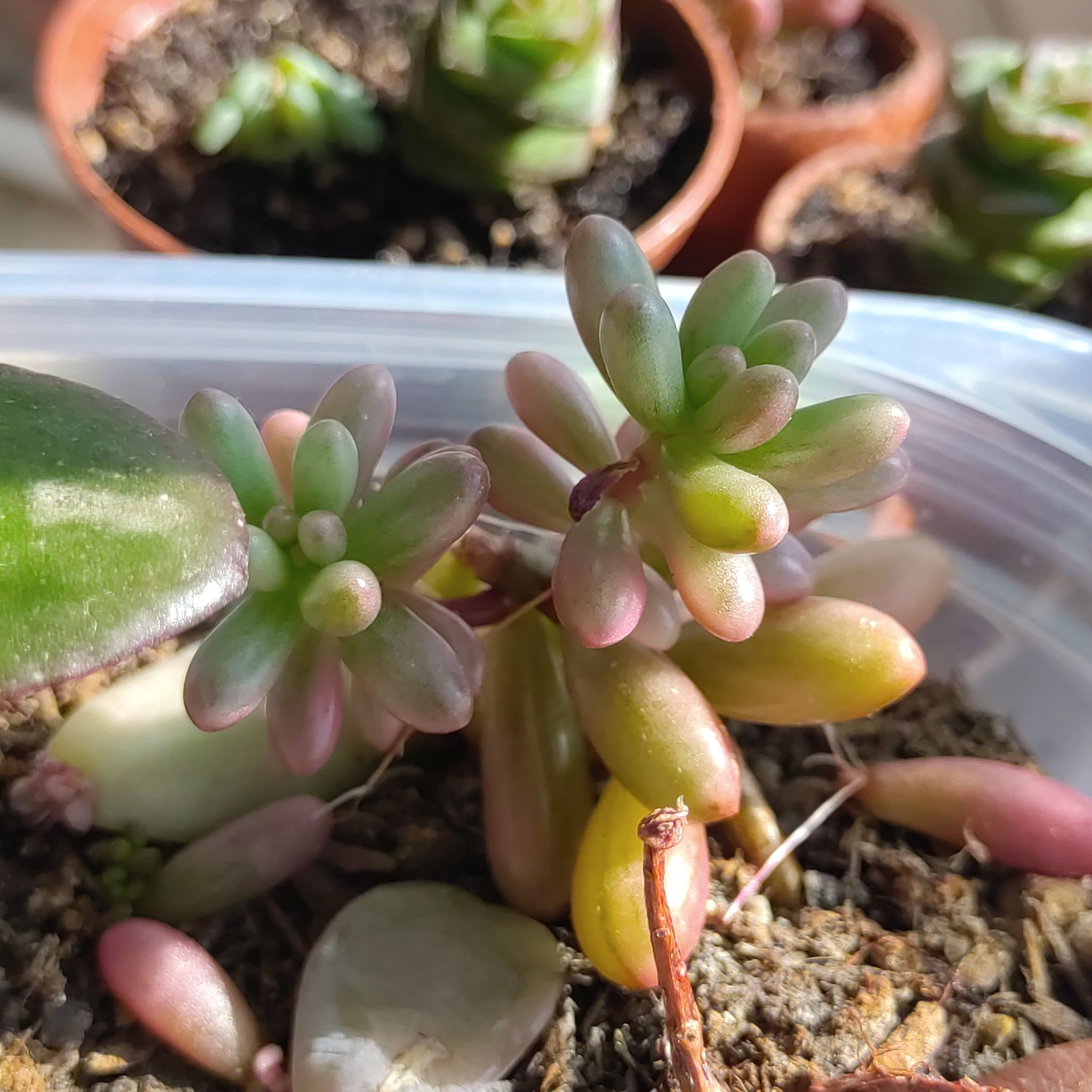 Aurora Pink Jelly Bean succulent with plump, pinkish leaves. Soil and multiple plants visible.