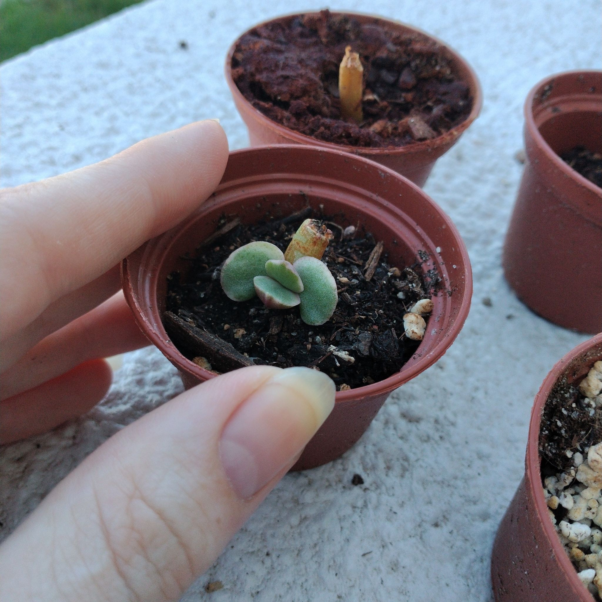 Small variegated jade plant in a pot with visible soil, held by a hand.