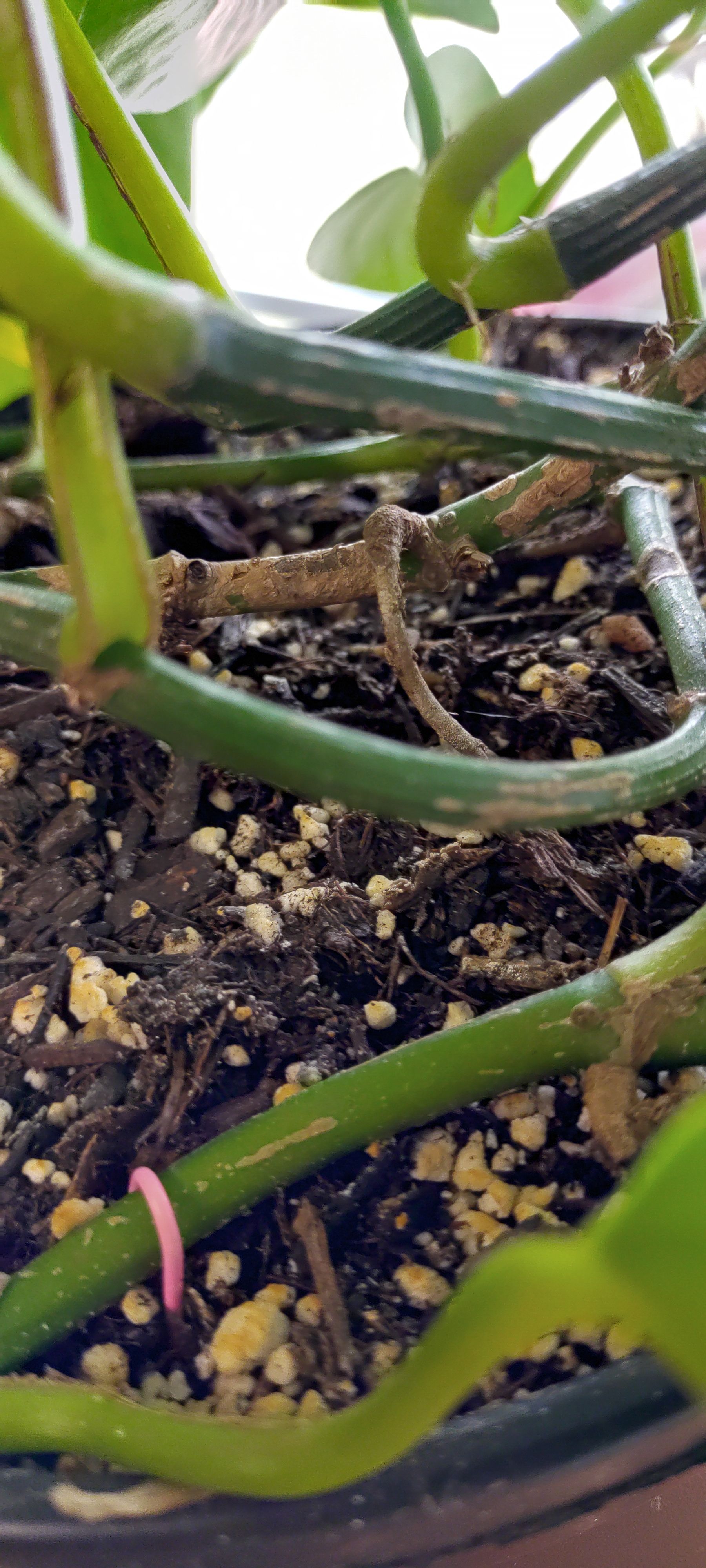 Why does stems of Golden Pathos have brown spots?