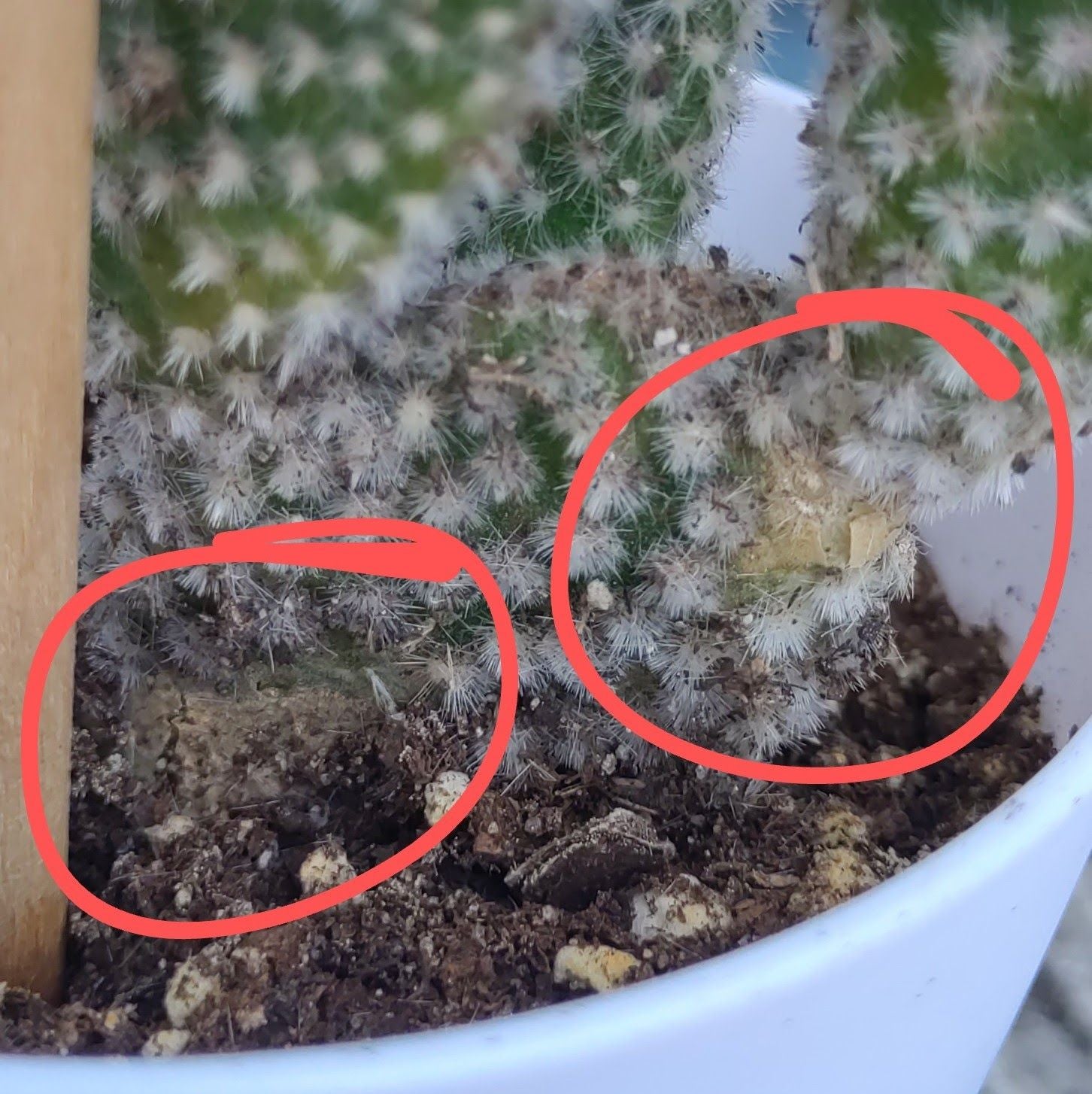 What to Do About Black Spots on Your White Bunny Ears Cactus 🌵
