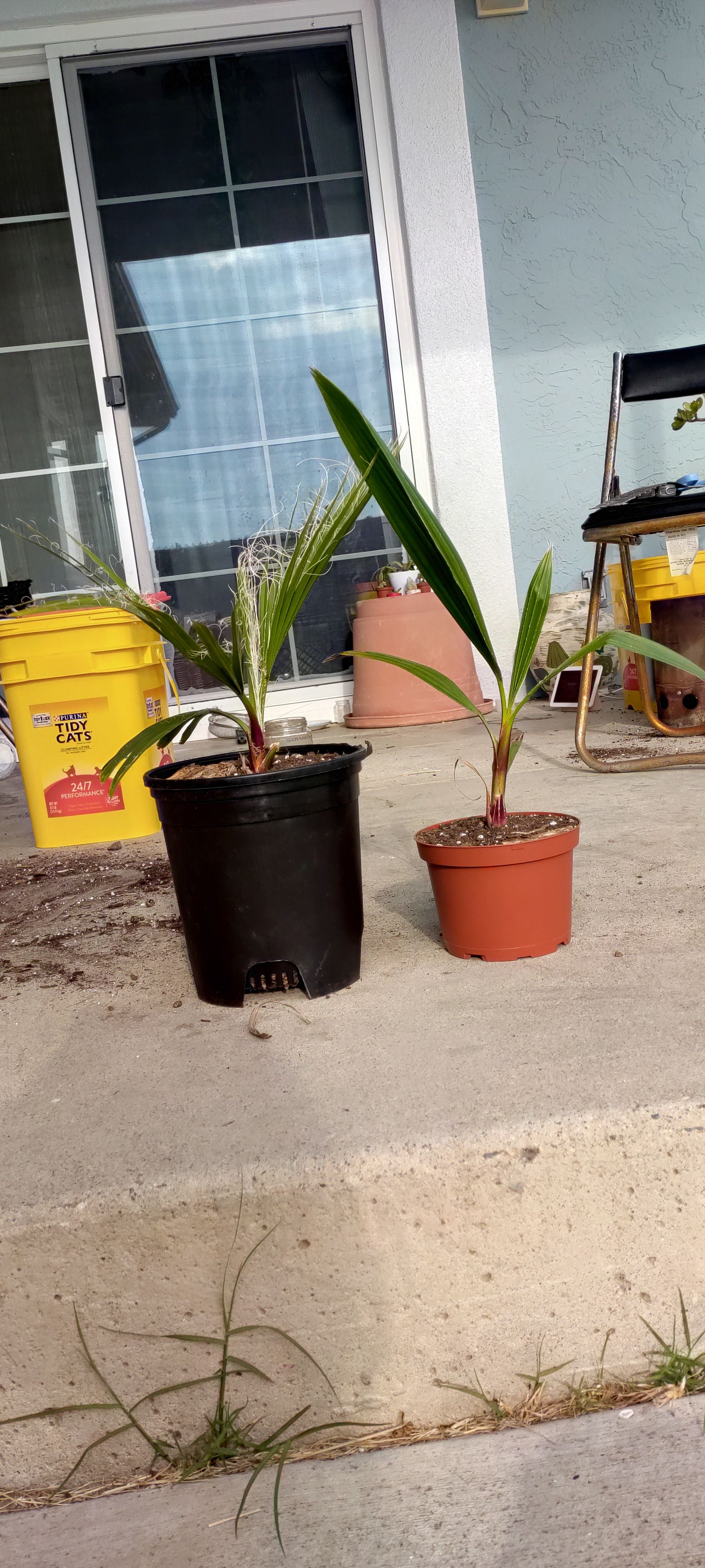 Why Your Mexican Fan Palm Buds Won't Open