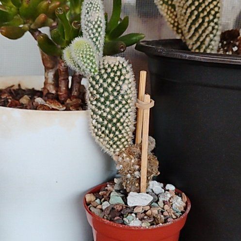 Photo of the plant species Angel Wings Cactus by @WickedValkyrie named Astaroth on Greg, the plant care app