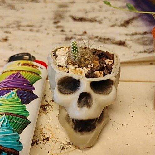 Photo of the plant species Angel Wings Cactus by @WickedValkyrie named Lilitu on Greg, the plant care app