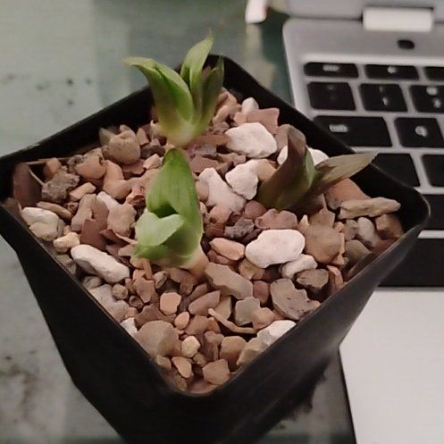 Photo of the plant species Haworthia byakuya by @WickedValkyrie named Hoshiko (星子) “Child of the Stars” on Greg, the plant care app