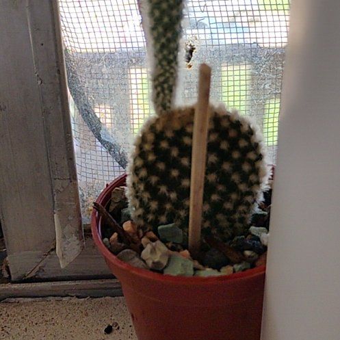 Photo of the plant species Angel Wings Cactus by @WickedValkyrie named Belphegor on Greg, the plant care app