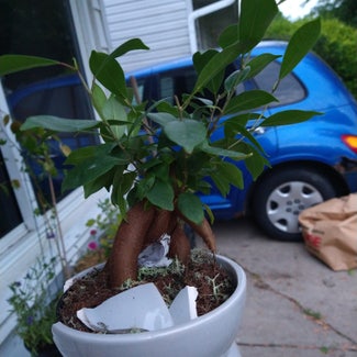 Ficus Ginseng plant in Taylor, Michigan