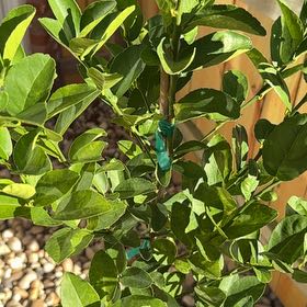 Photo of the plant species Mexican Key Lime Tree by @ManyWoreya named Osmo on Greg, the plant care app