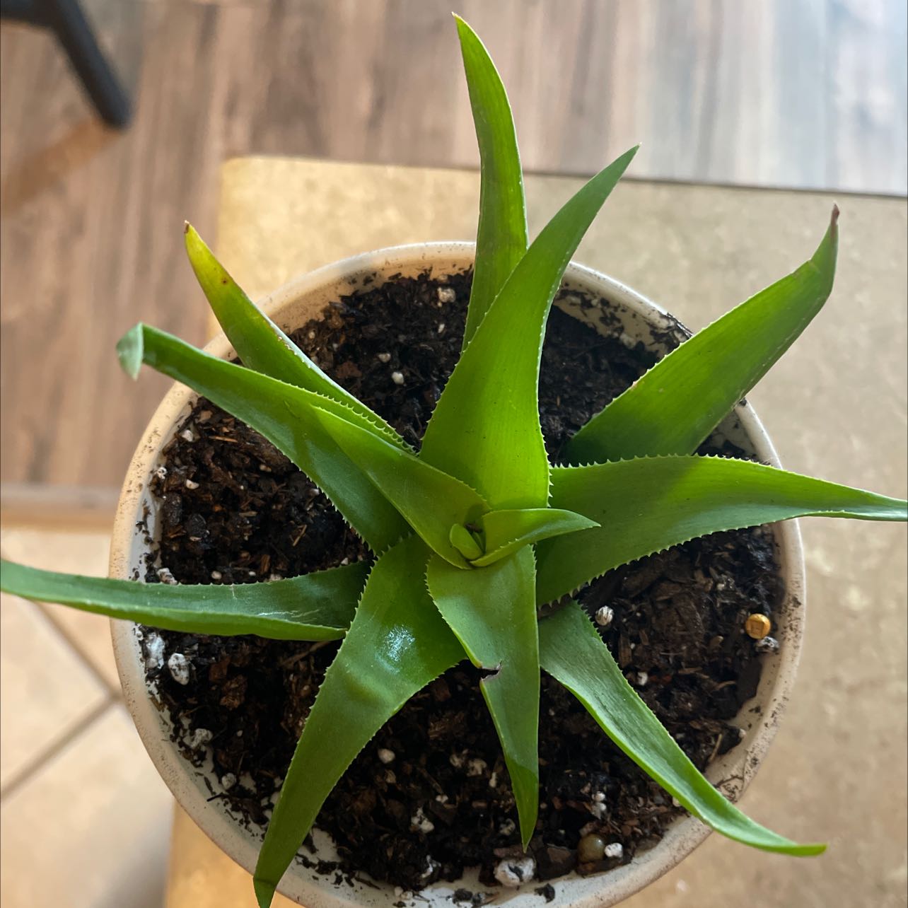 Healthy Climbing Aloe plant in a pot with visible soil.