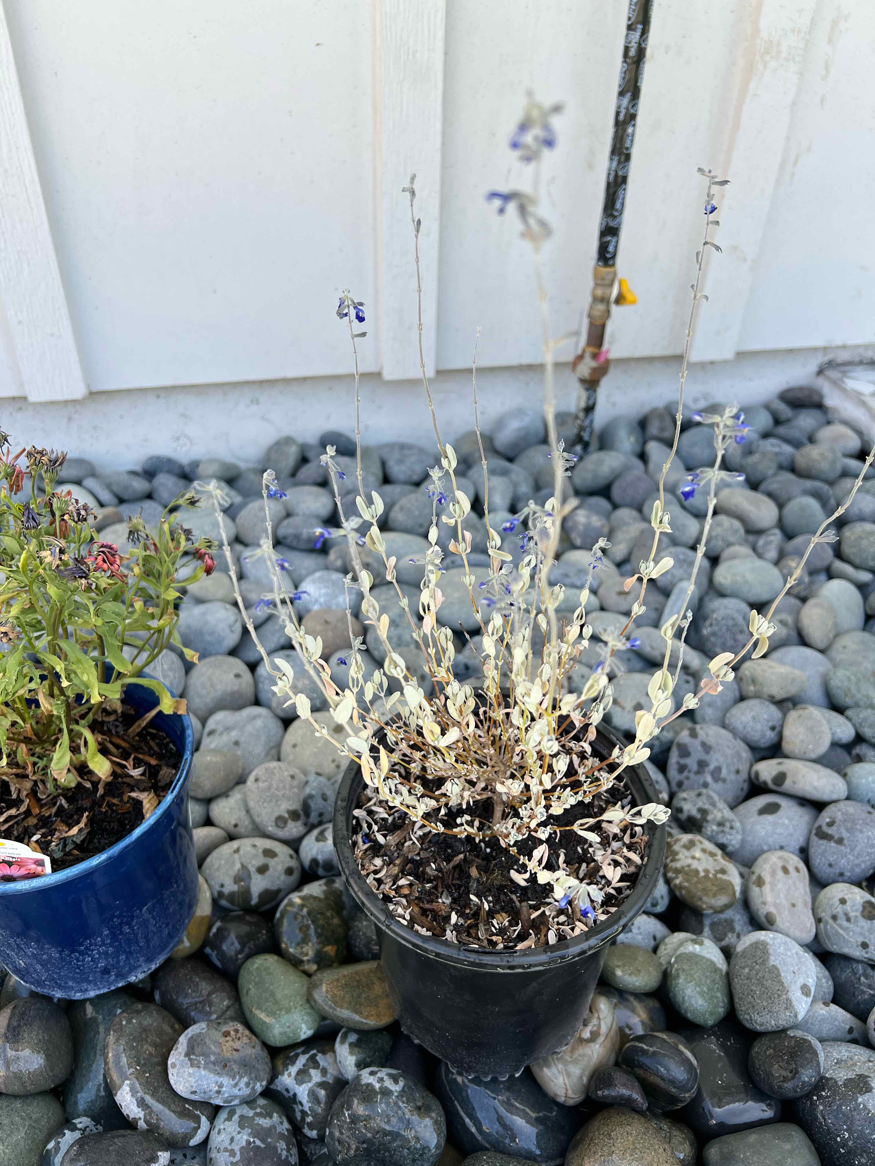 Autumn Sage plant with significant yellowing and browning, placed on stones.