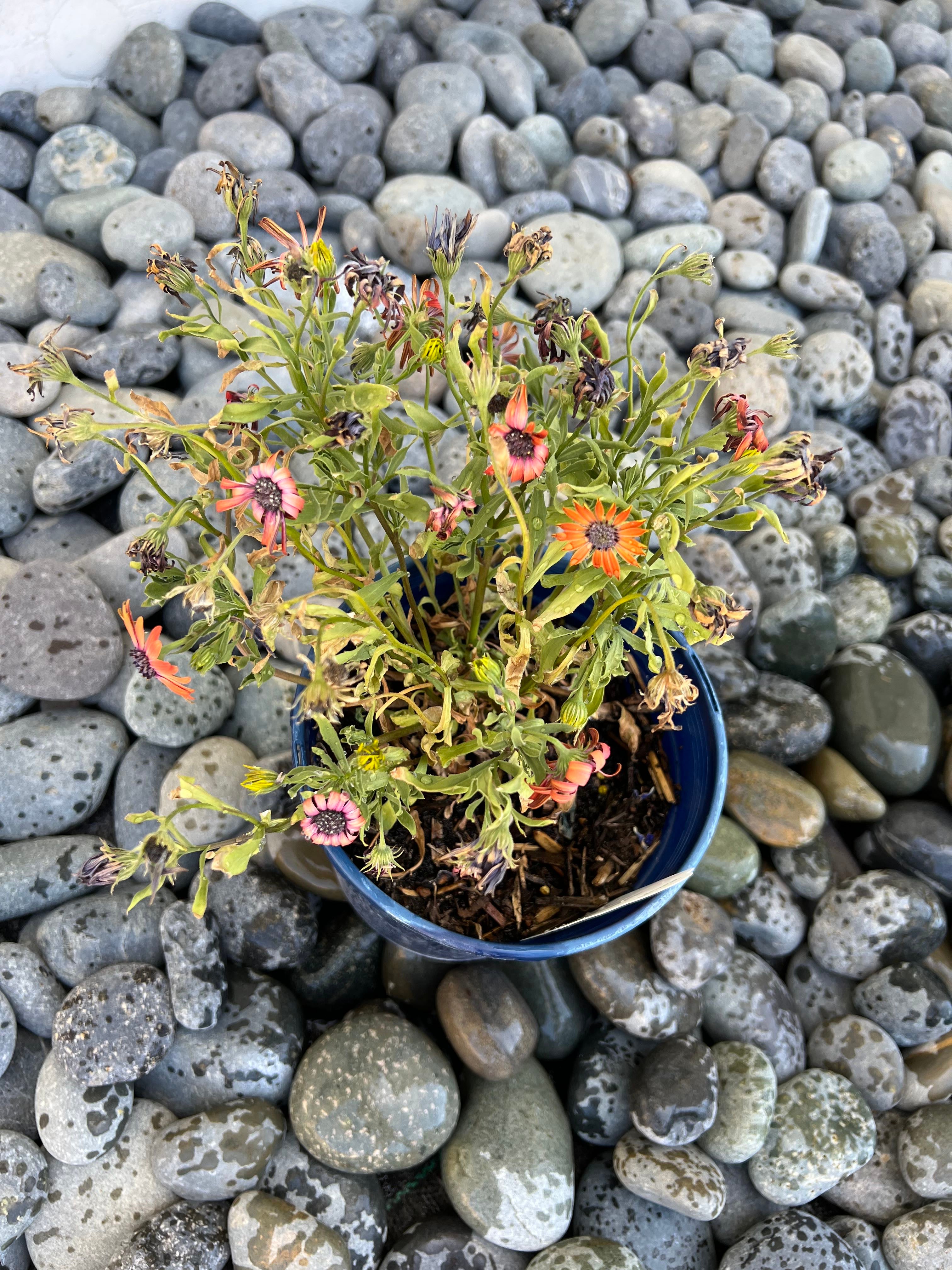 🌼 3 Best Companion Plants for African Daisies