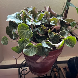 Strawberry Begonia plant in Fort Collins, Colorado