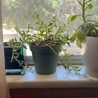 String of Dolphins plant in Fort Collins, Colorado