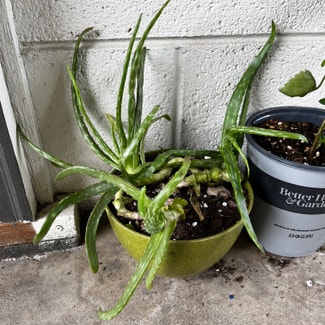 Aloe vera plant in Fort Collins, Colorado