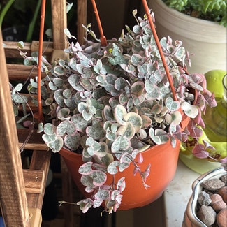 Chain of Hearts plant in Fort Collins, Colorado
