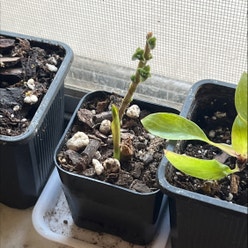 Syngonium Strawberry and Cream plant
