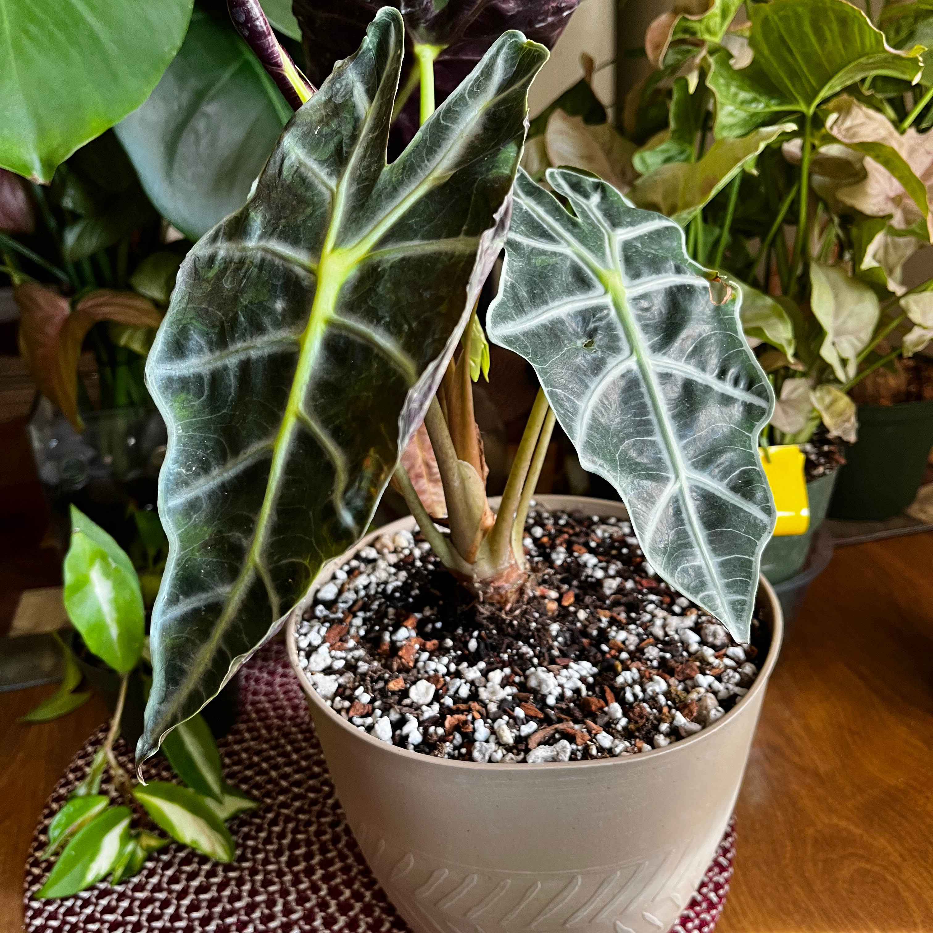 Alocasia Amazonica 'Polly' plant in a pot with well-draining soil and dark green leaves with white veins.