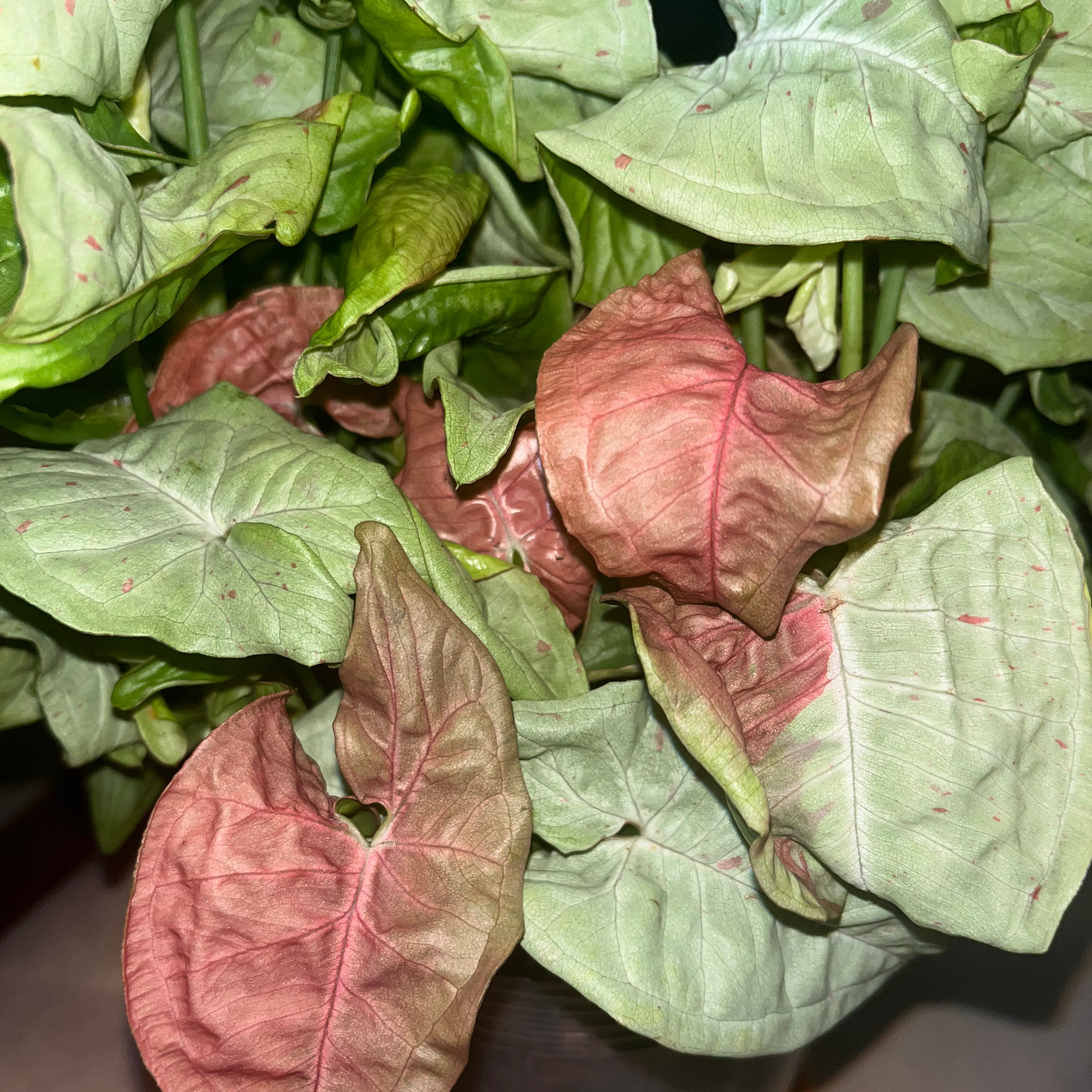 Syngonium 'Milk Confetti' plant with some browning leaves indicating potential health issues.
