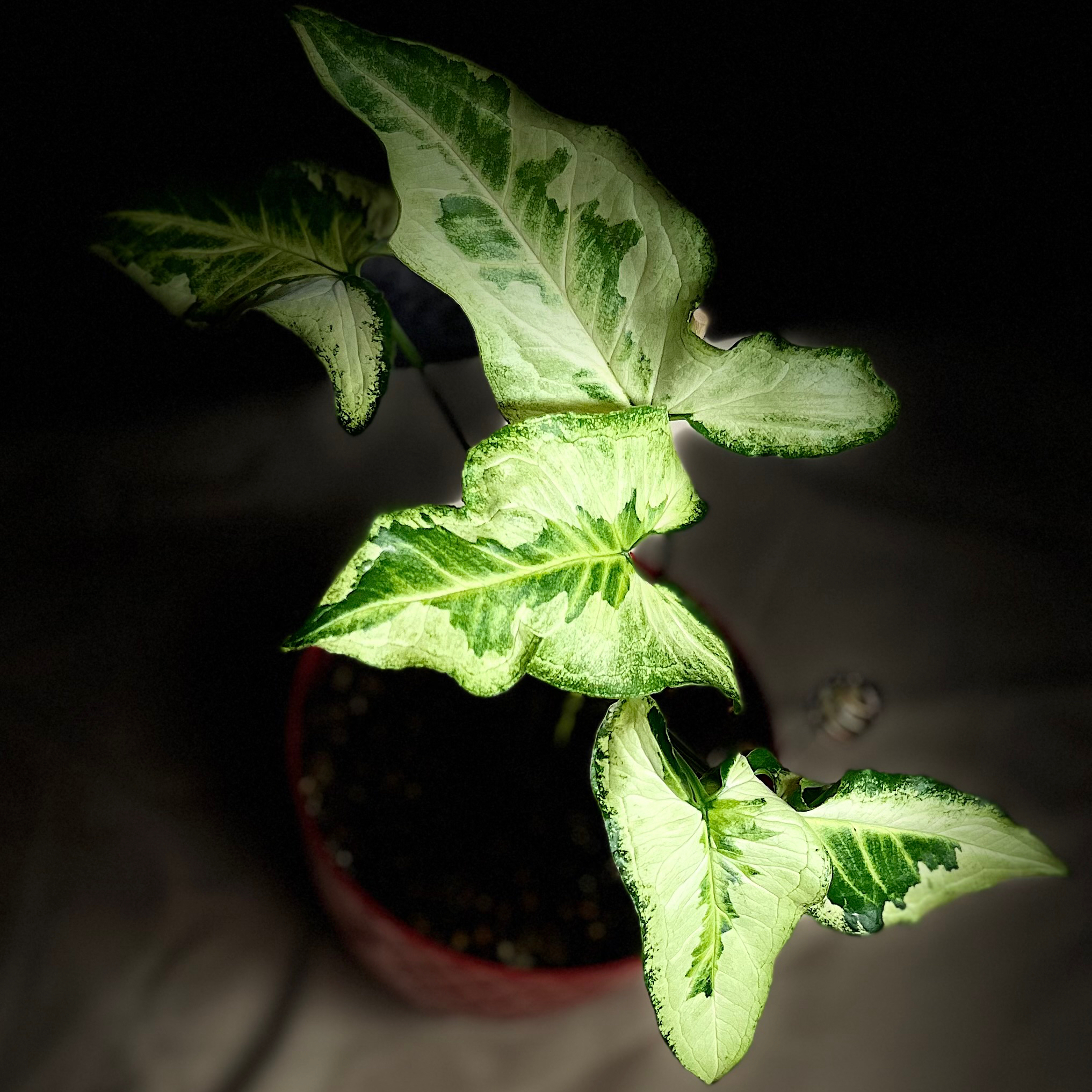 Three Kings Syngonium plant with variegated leaves in a pot, well-framed and in focus.