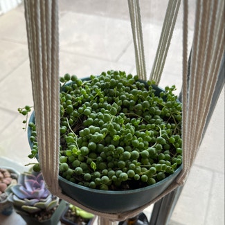 String of Pearls plant in Fort Collins, Colorado