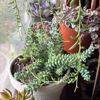 Burro's Tail plant in Fort Collins, Colorado